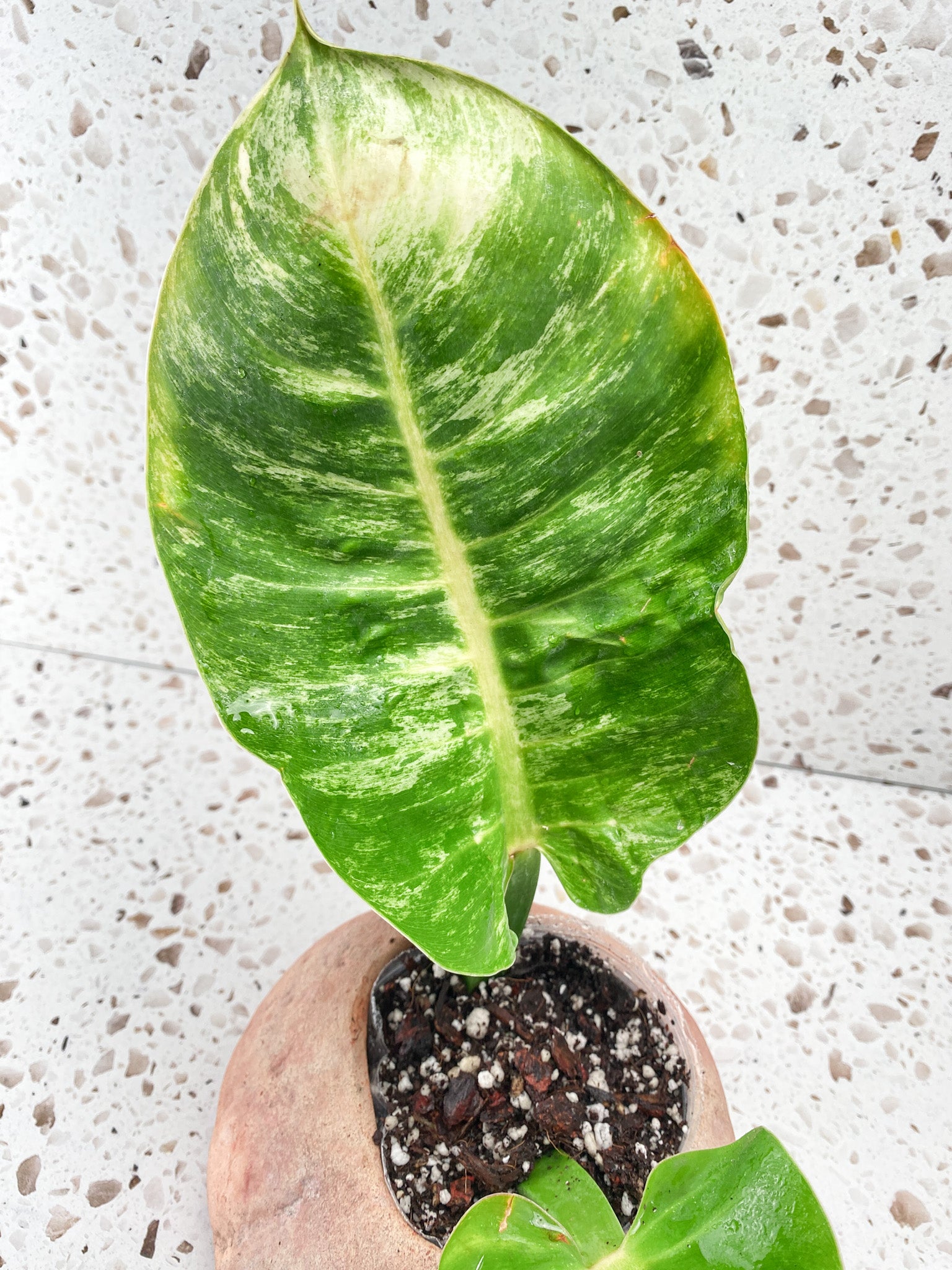 Philodendron Moonlight Variegated 2 leaves