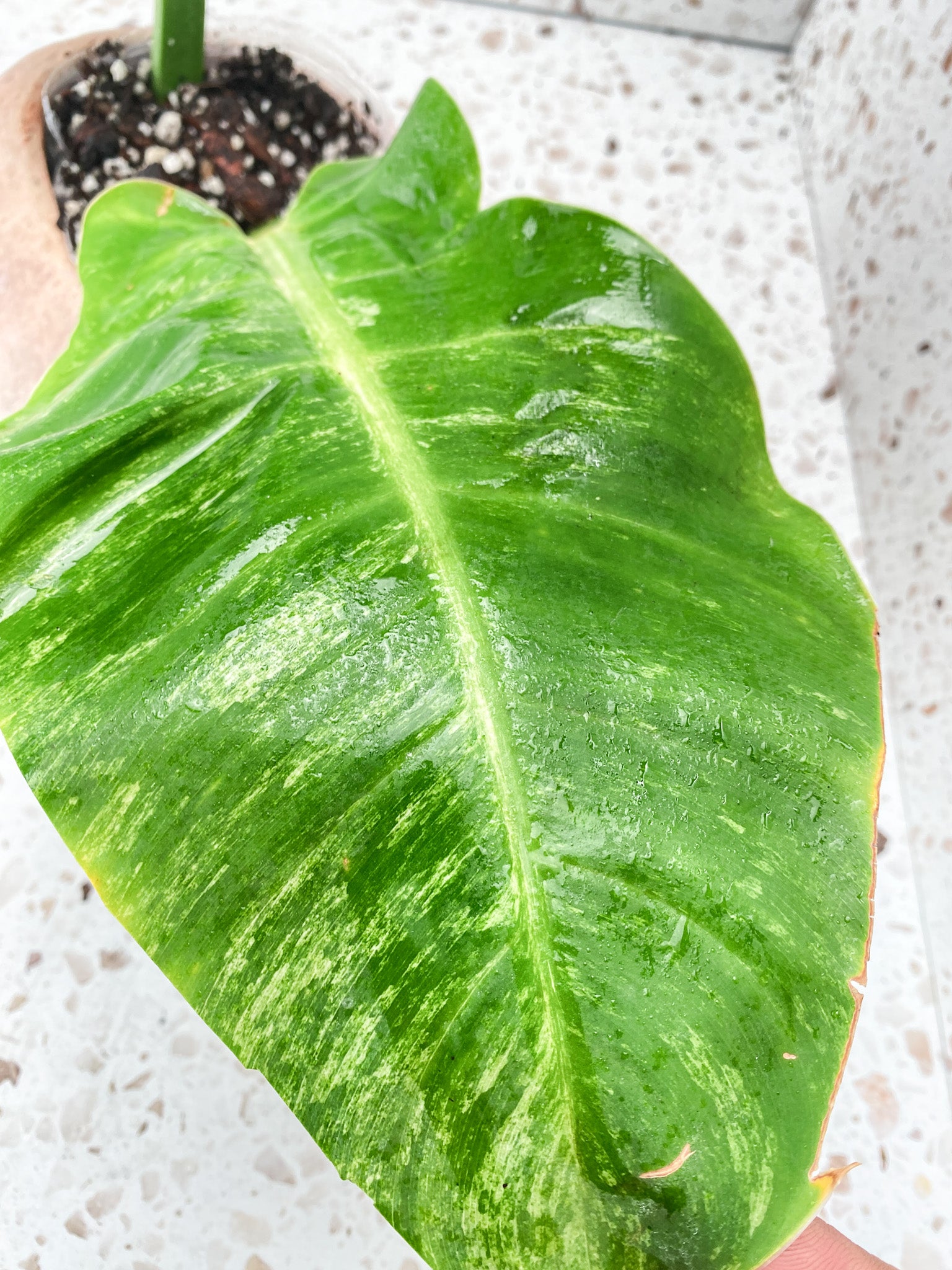 Philodendron Moonlight Variegated 2 leaves