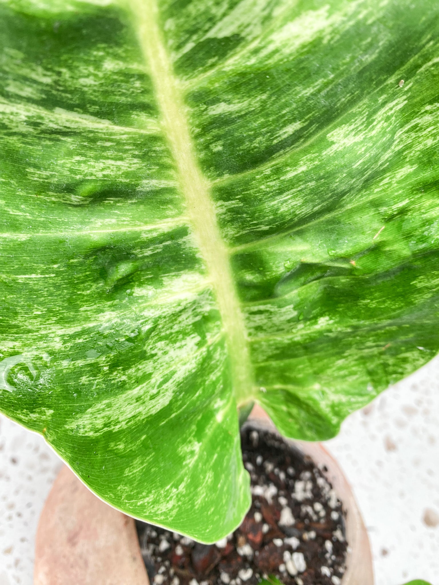 Philodendron Moonlight Variegated 2 leaves