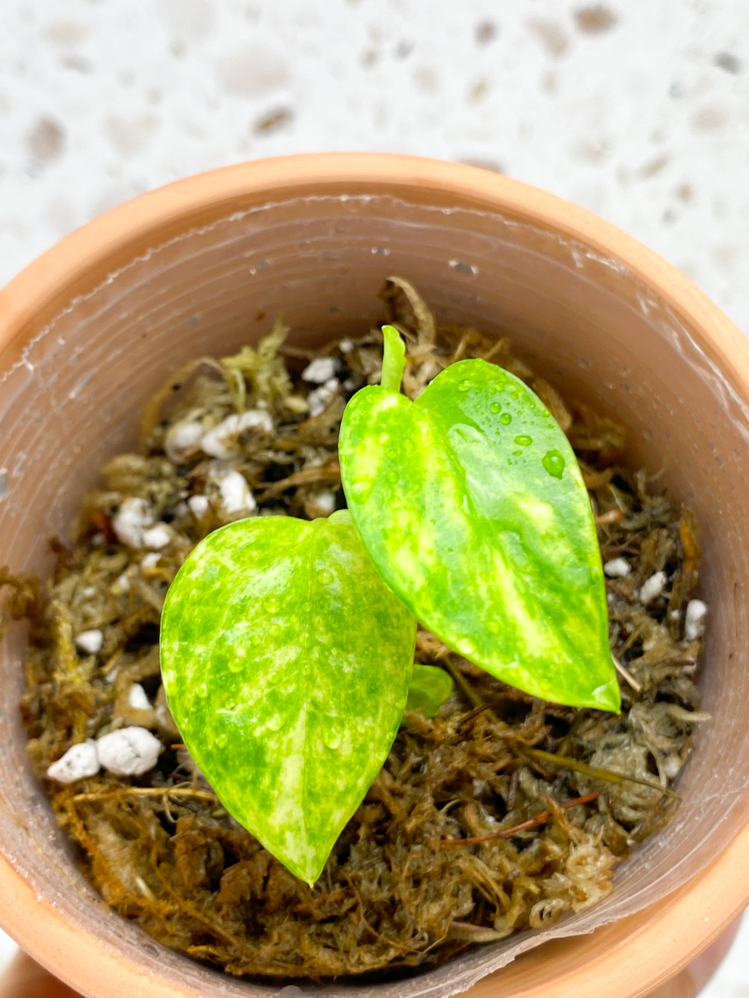 Epipremnum Golden Flame 2 baby leaves