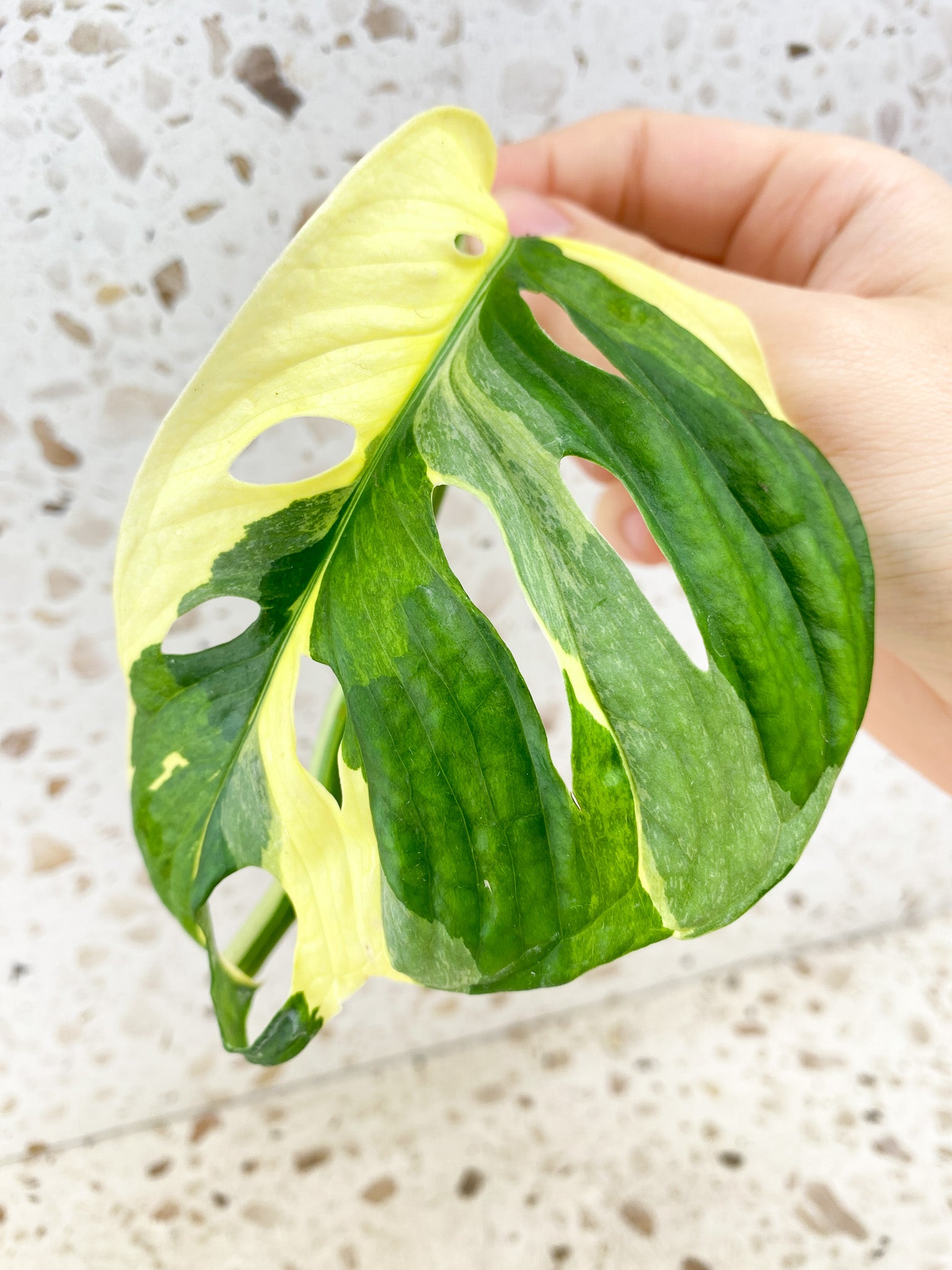 Monstera Adansonii Japanese Tricolor 1 mature leaf (rooting in water)