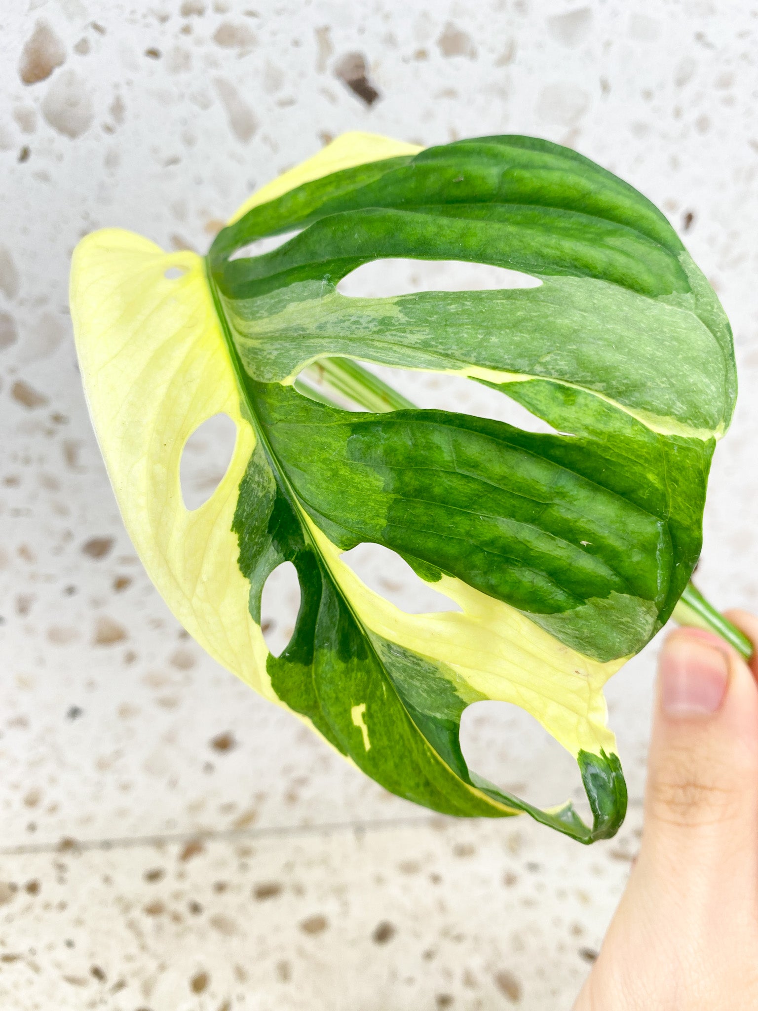 Monstera Adansonii Japanese Tricolor 1 mature leaf (rooting in water)