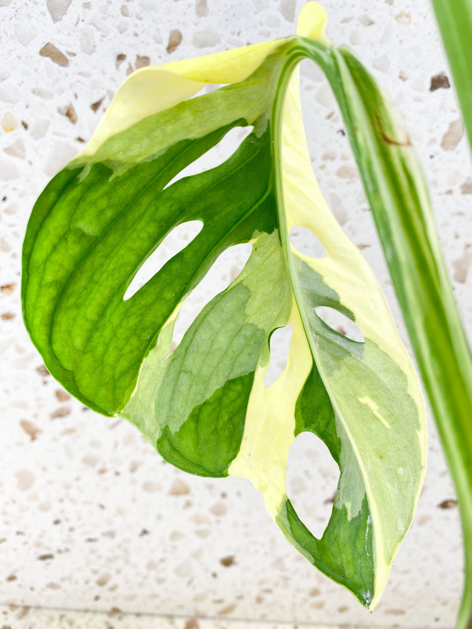 Monstera Adansonii Japanese Tricolor 1 mature leaf (rooting in water)