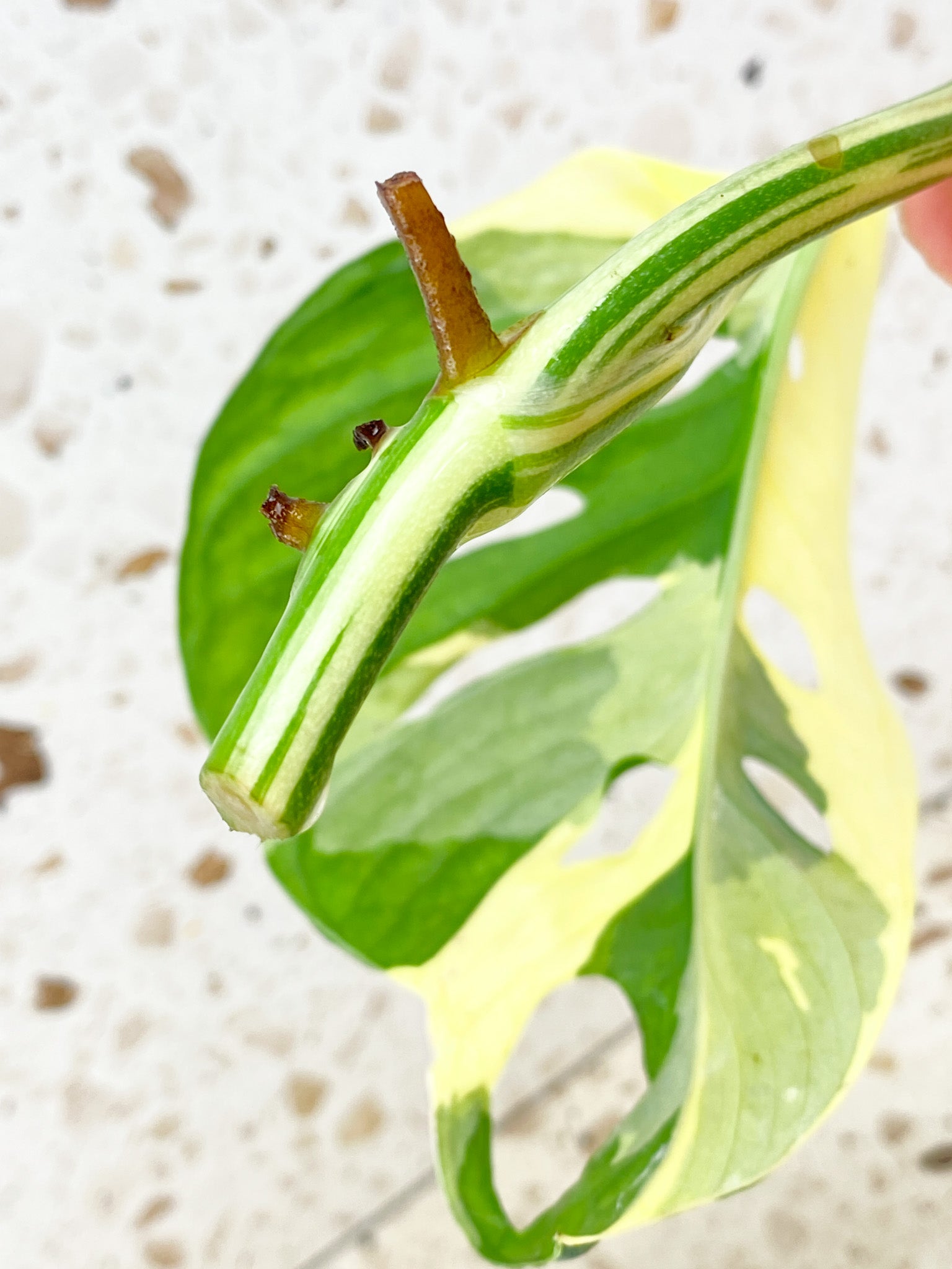 Monstera Adansonii Japanese Tricolor 1 mature leaf (rooting in water)