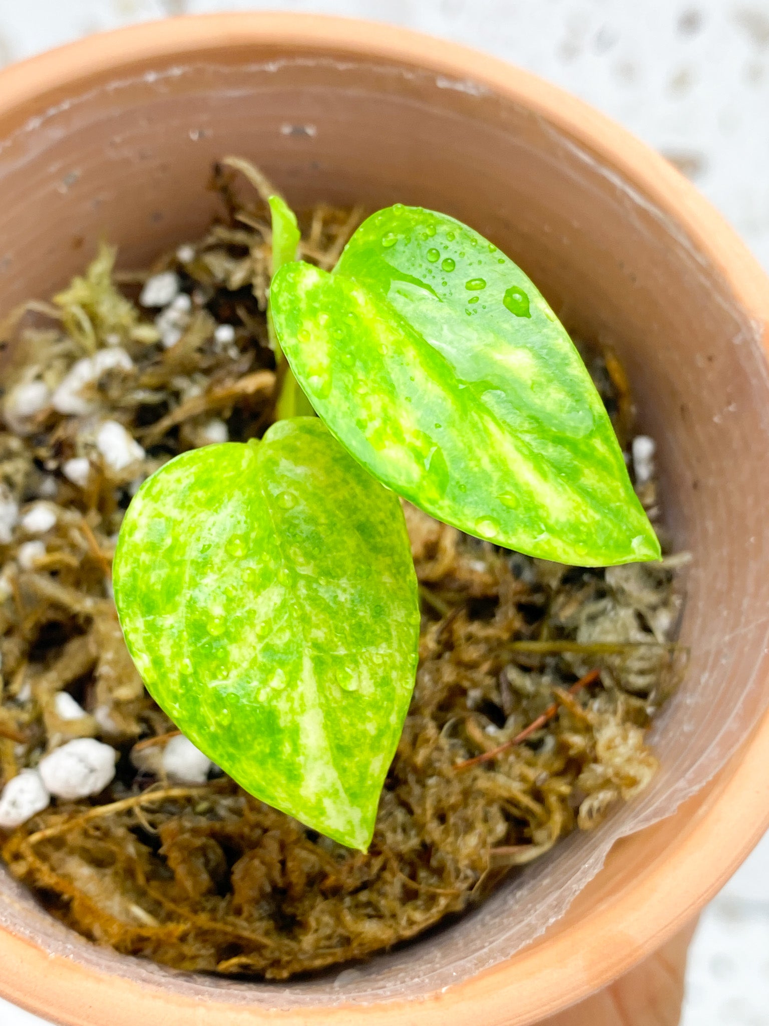 Epipremnum Golden Flame 2 baby leaves