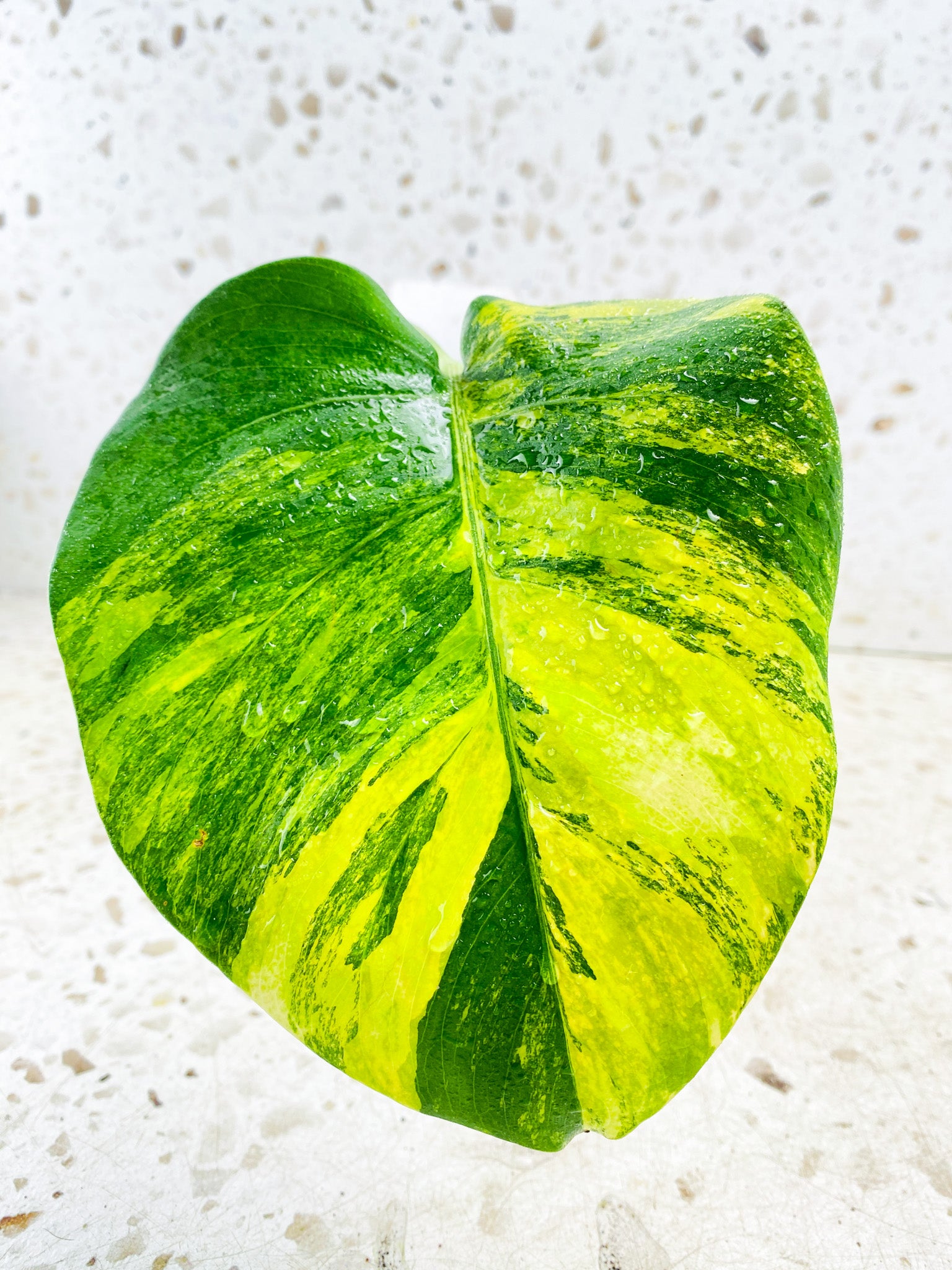 Monstera Aurea Tricolor 1 leaf 1 growing sprout Rooting – Leafy Soulmates