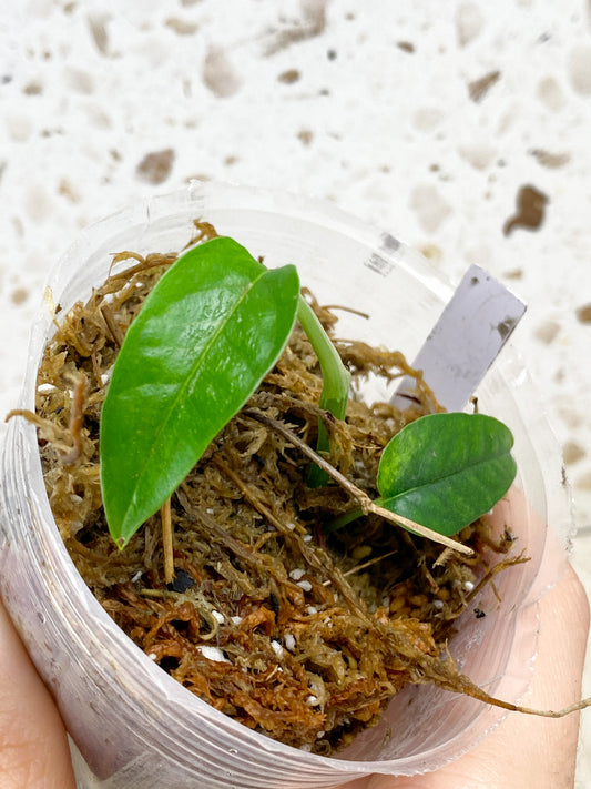 Epipremnum Hanoman sp. Bali 2 leaves (rooting)