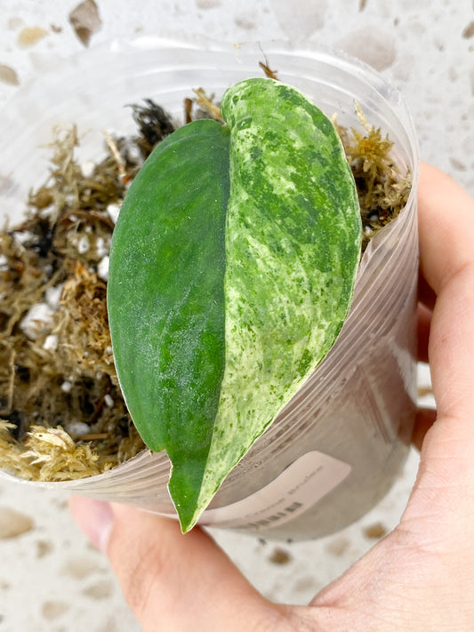 Scindapsus Jade Satin 'Creme Brulee' 1 leaf with half moon variegation (rooting)