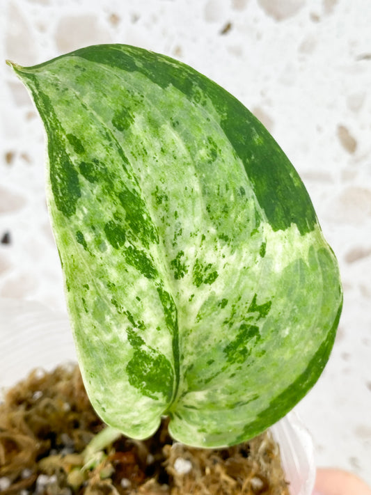Scindapsus Jade Satin 'Creme Brulee' 1 leaf (slightly rooted)