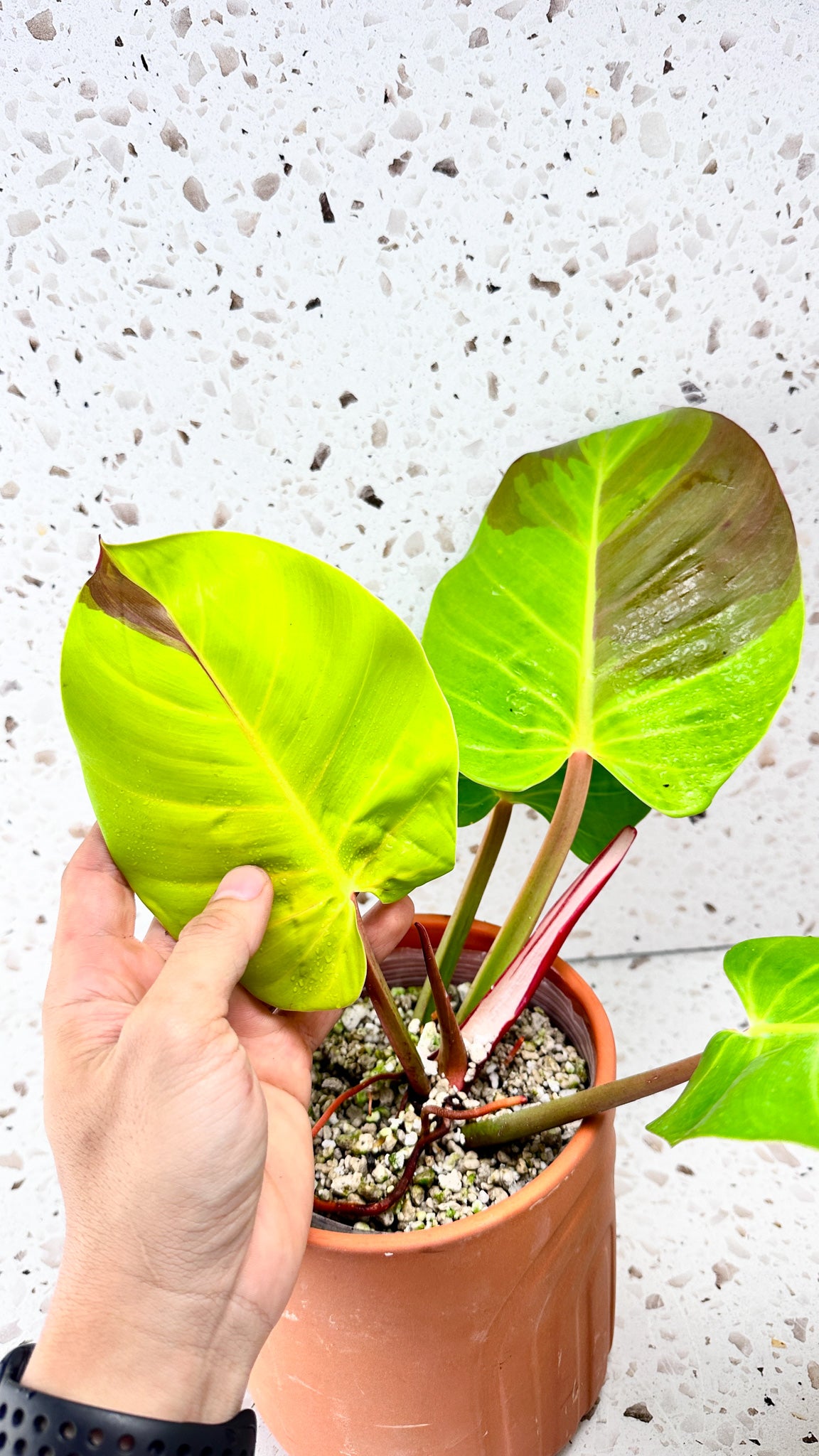 Philodendron Red Moon Variegated