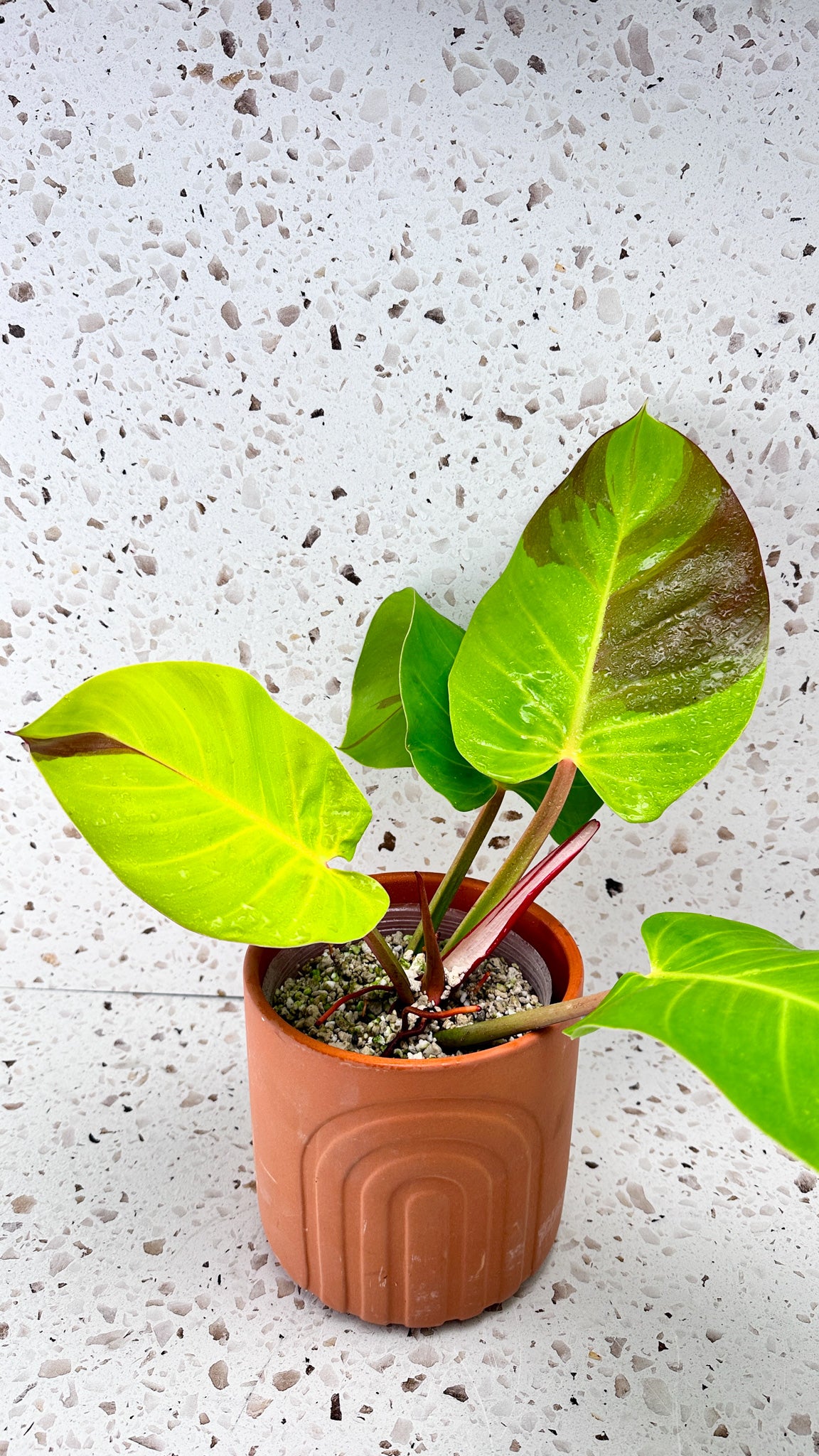 Philodendron Red Moon Variegated