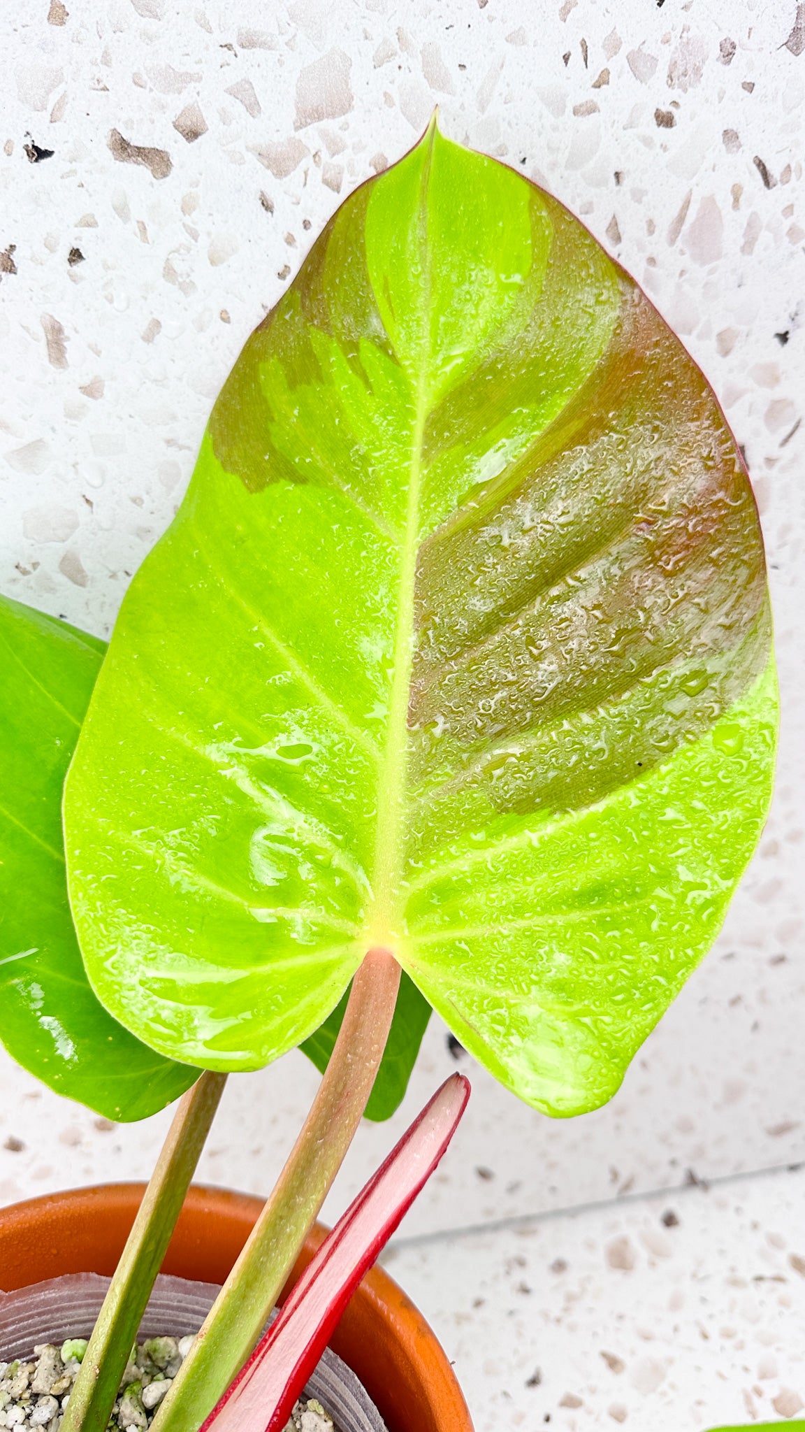 Philodendron Red Moon Variegated