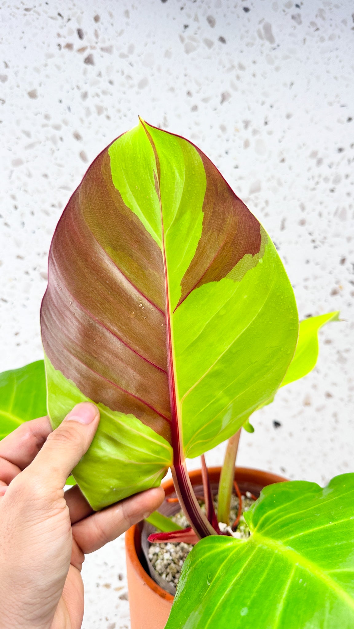 Philodendron Red Moon Variegated