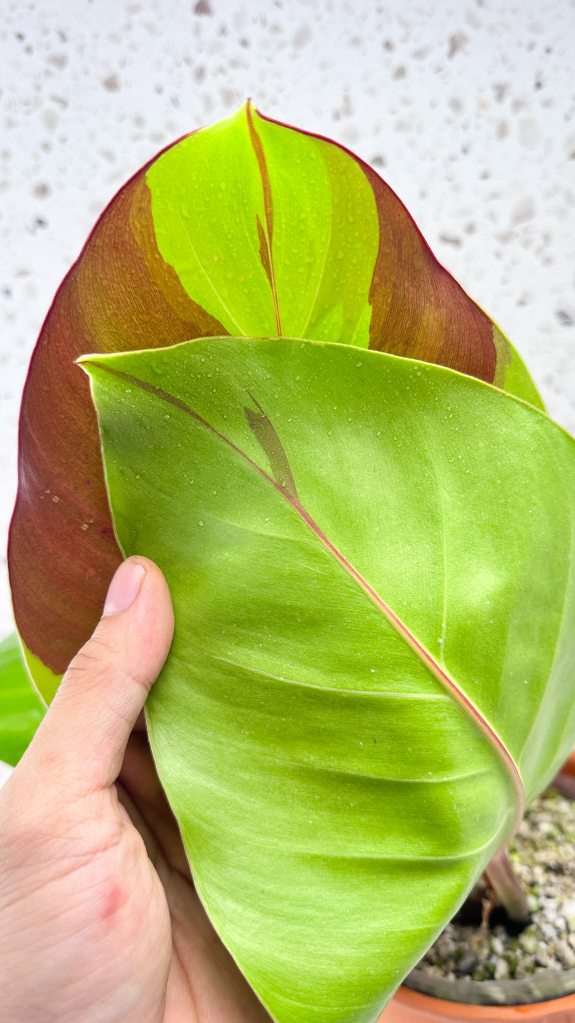 Philodendron Red Moon Variegated