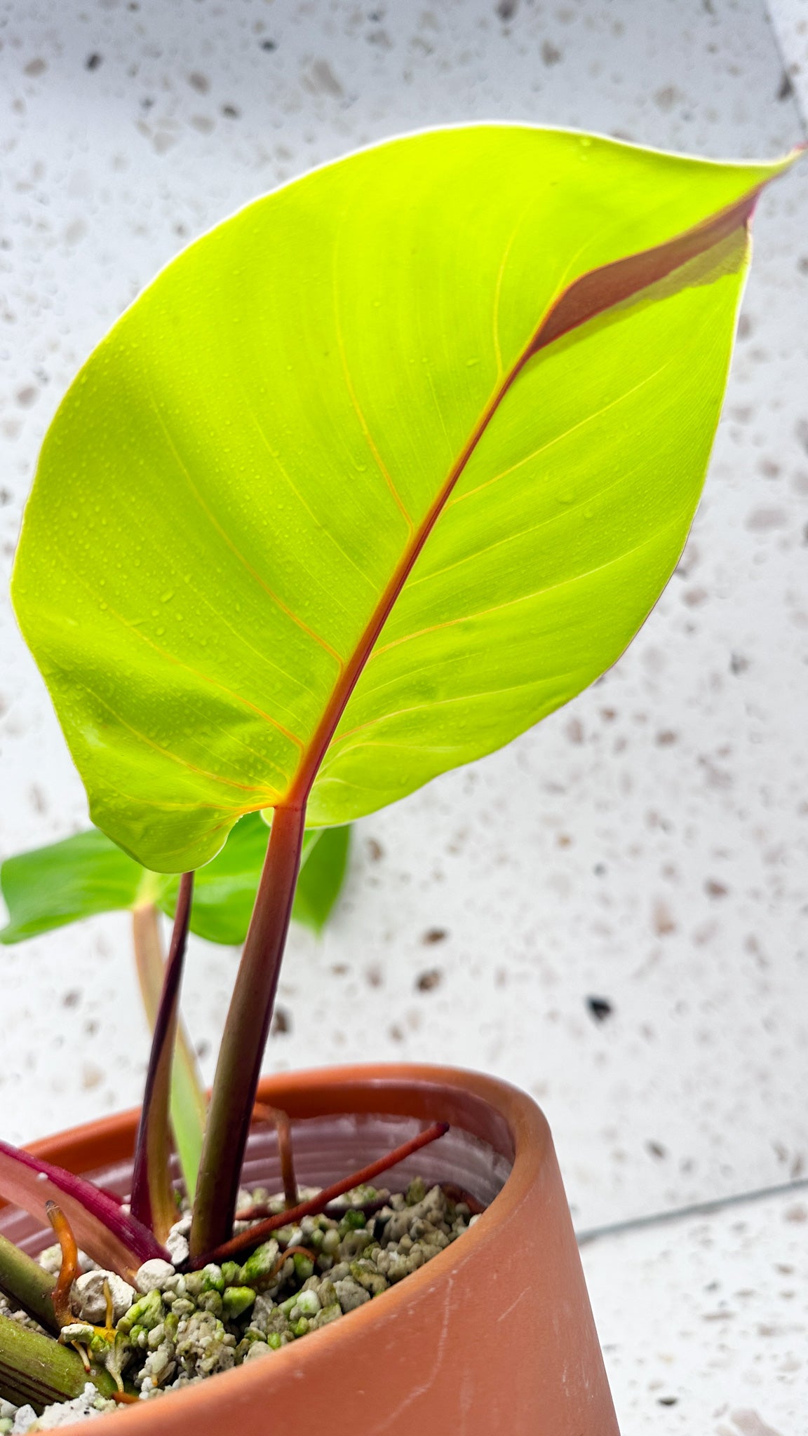 Philodendron Red Moon Variegated