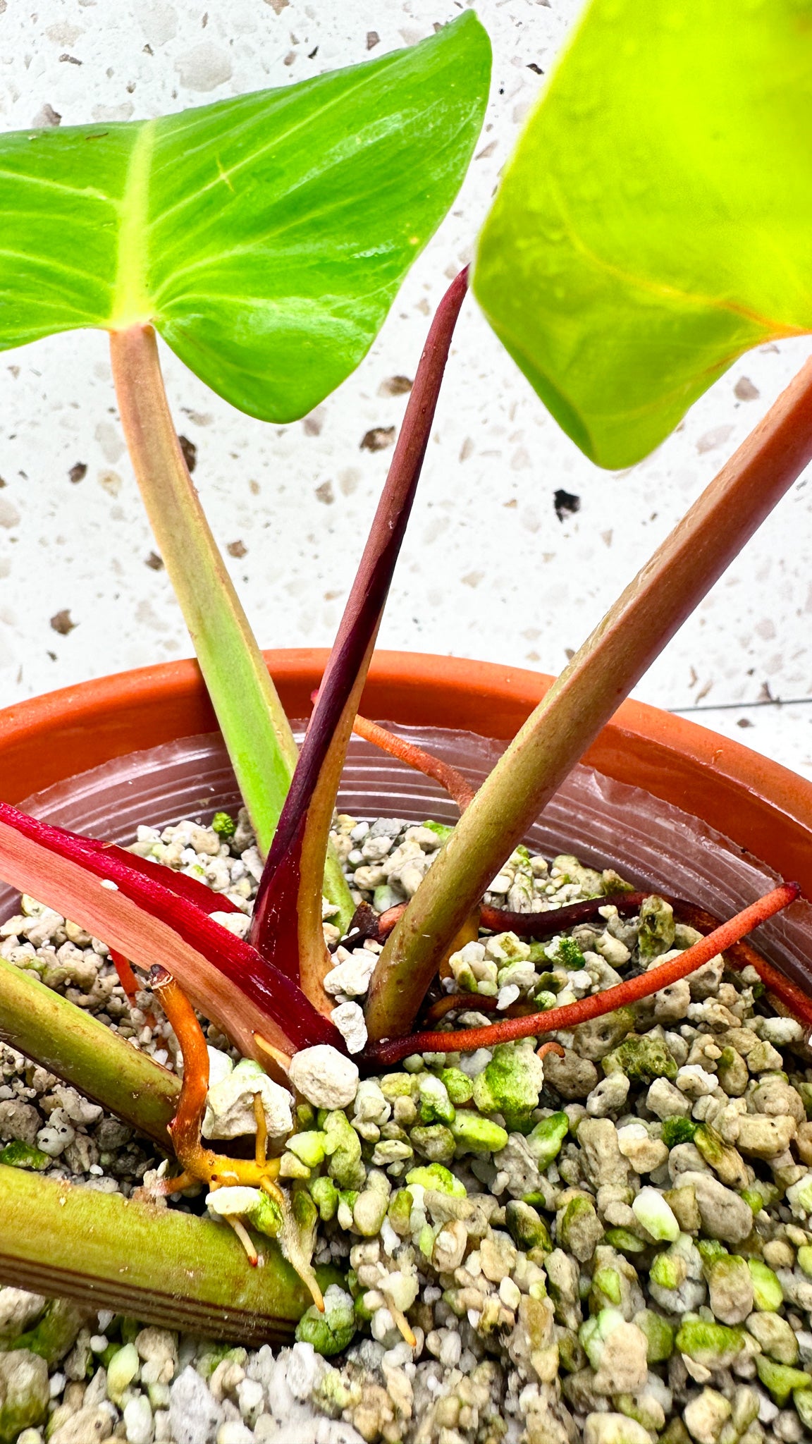 Philodendron Red Moon Variegated