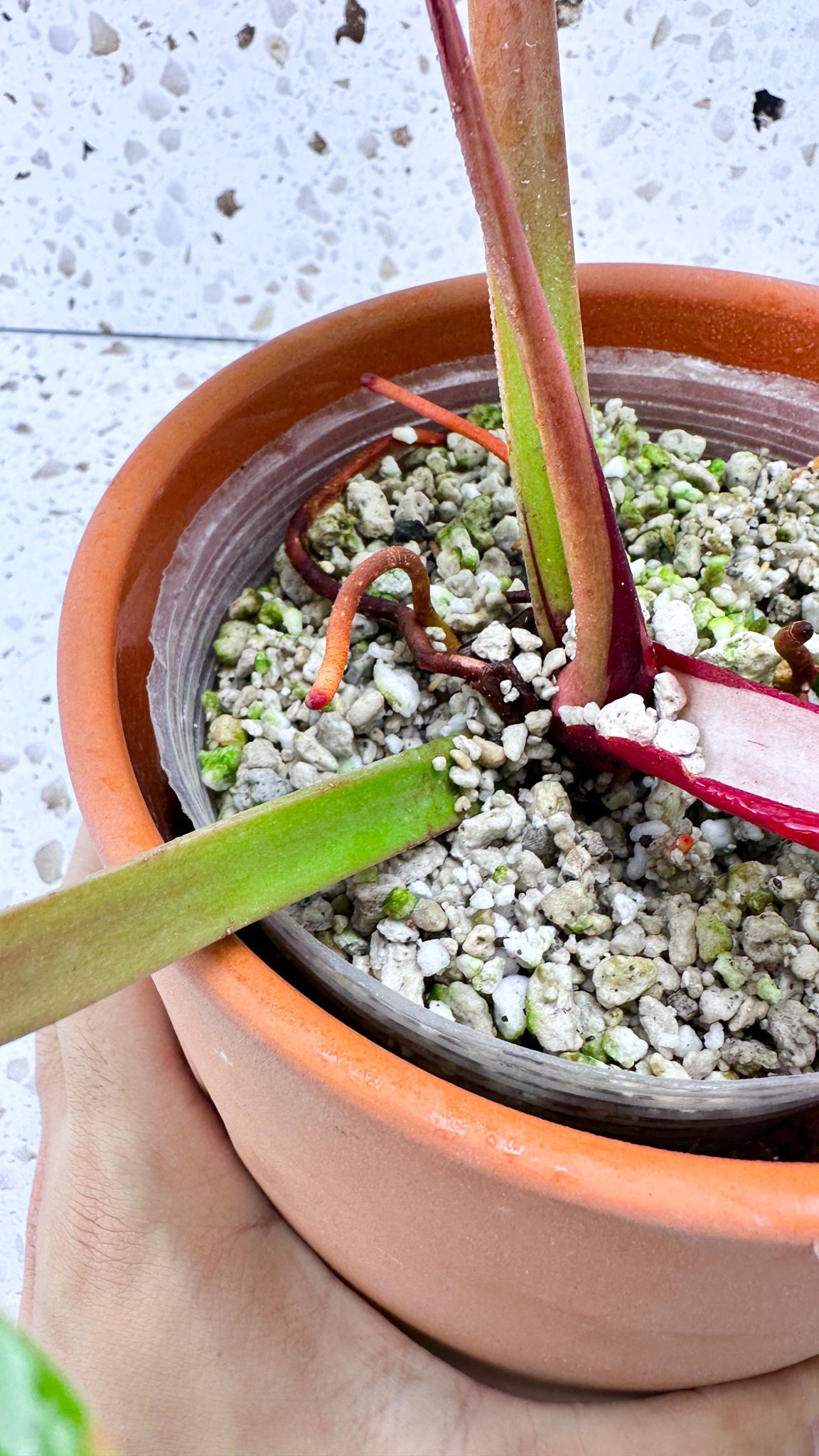 Philodendron Red Moon Variegated