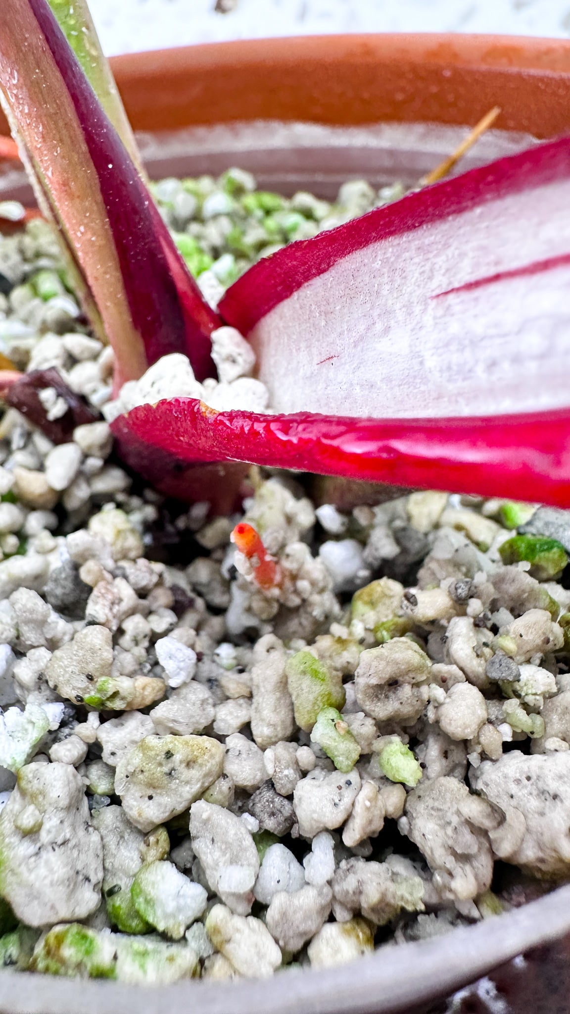 Philodendron Red Moon Variegated