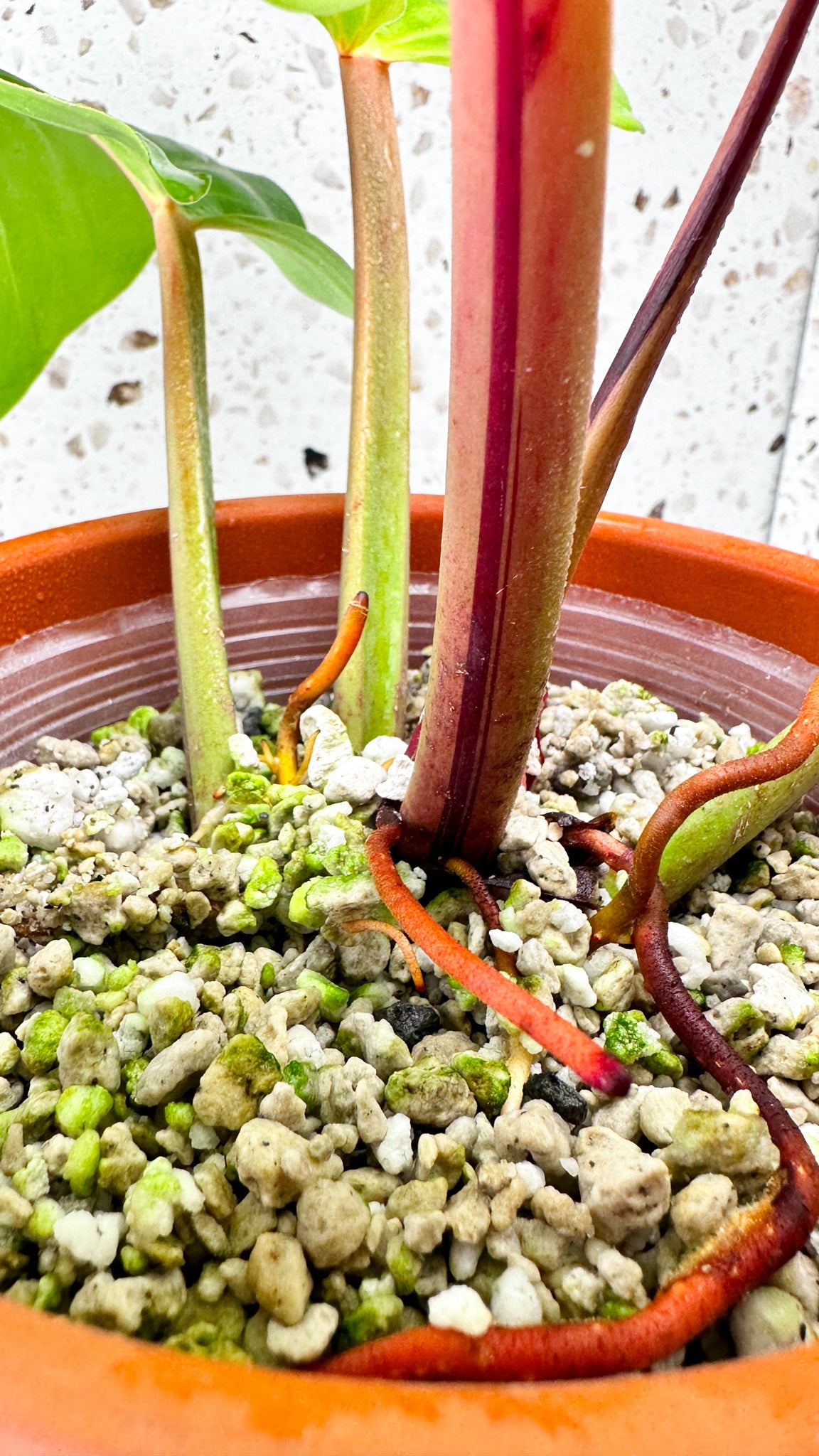 Philodendron Red Moon Variegated