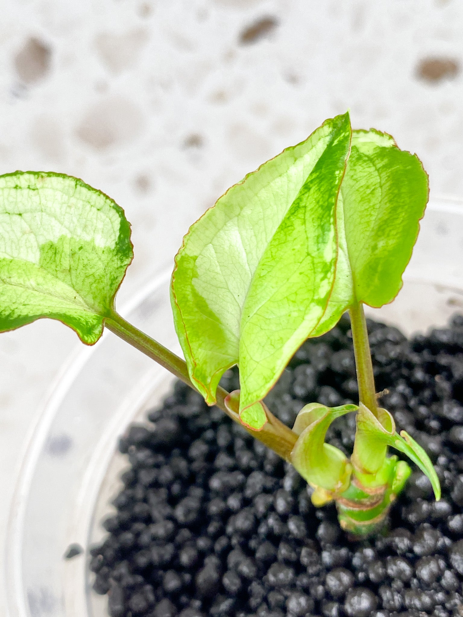 Syngonium Three Kings 3 leaf baby plant 2 growth points