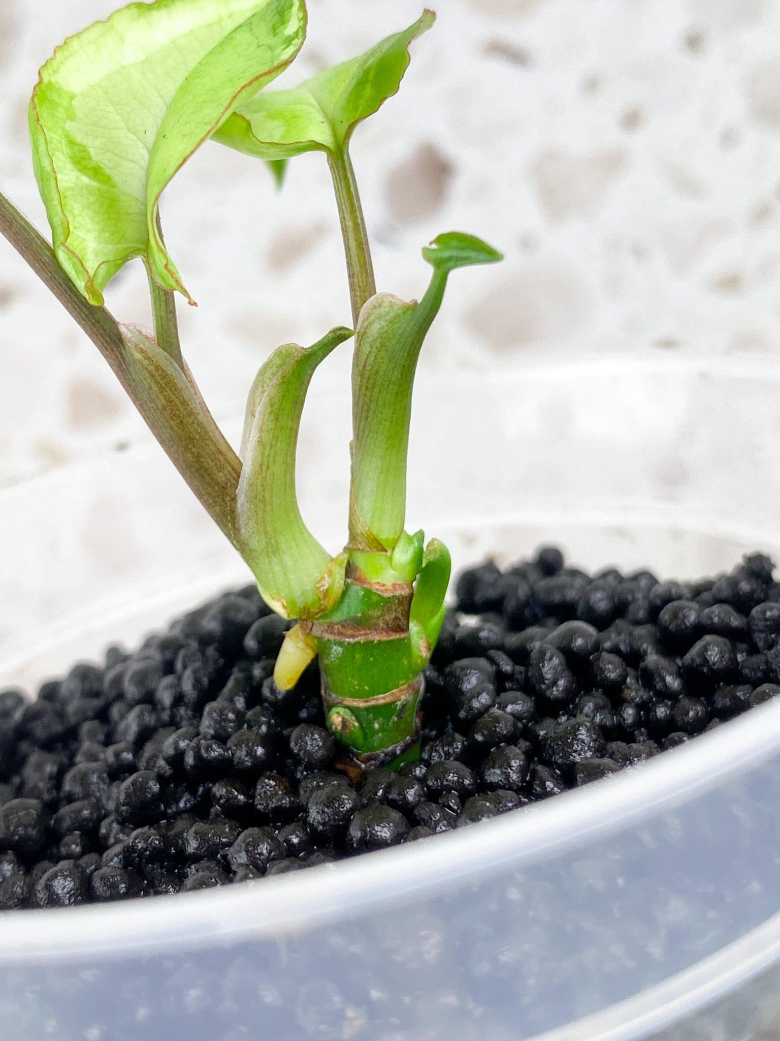 Syngonium Three Kings 3 leaf baby plant 2 growth points