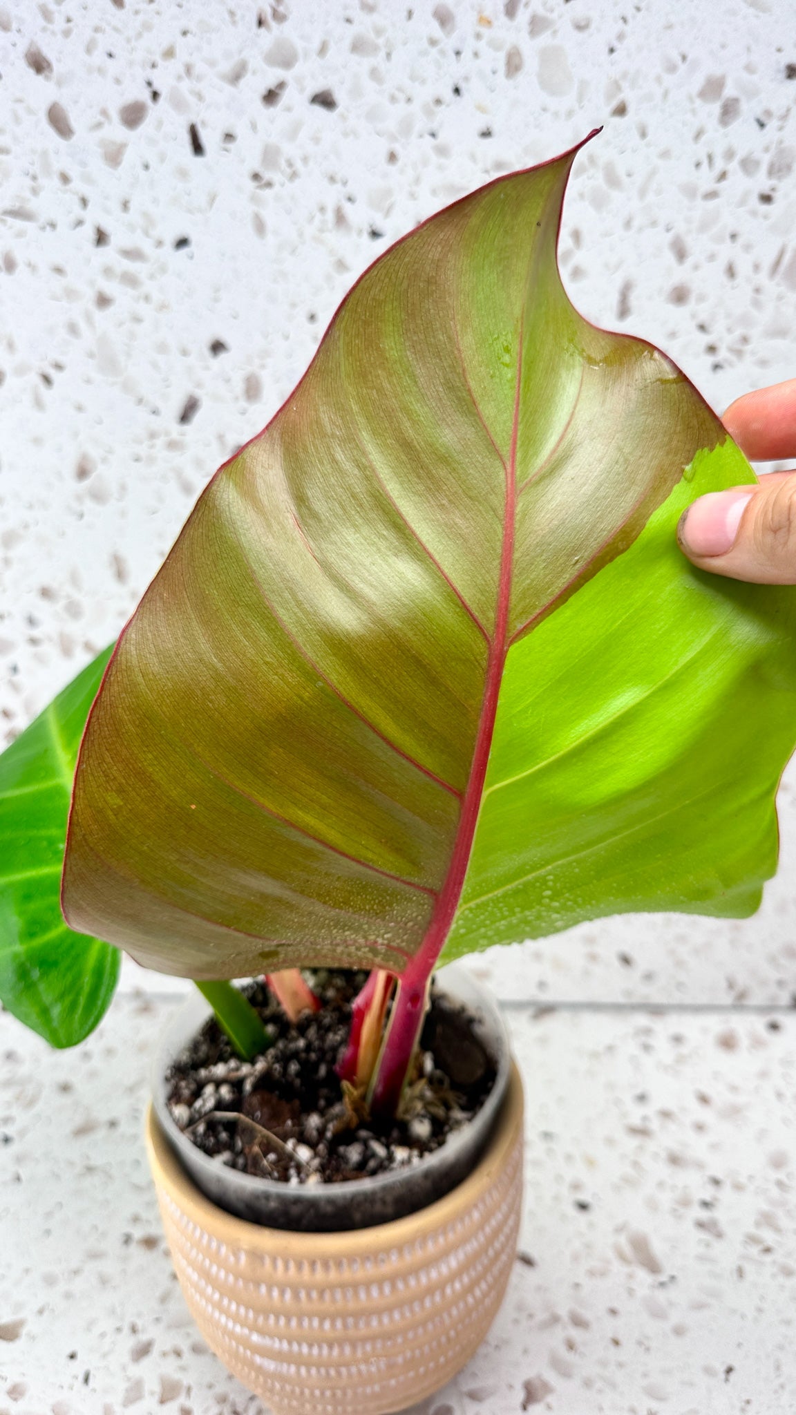 Philodendron Red Moon Variegated