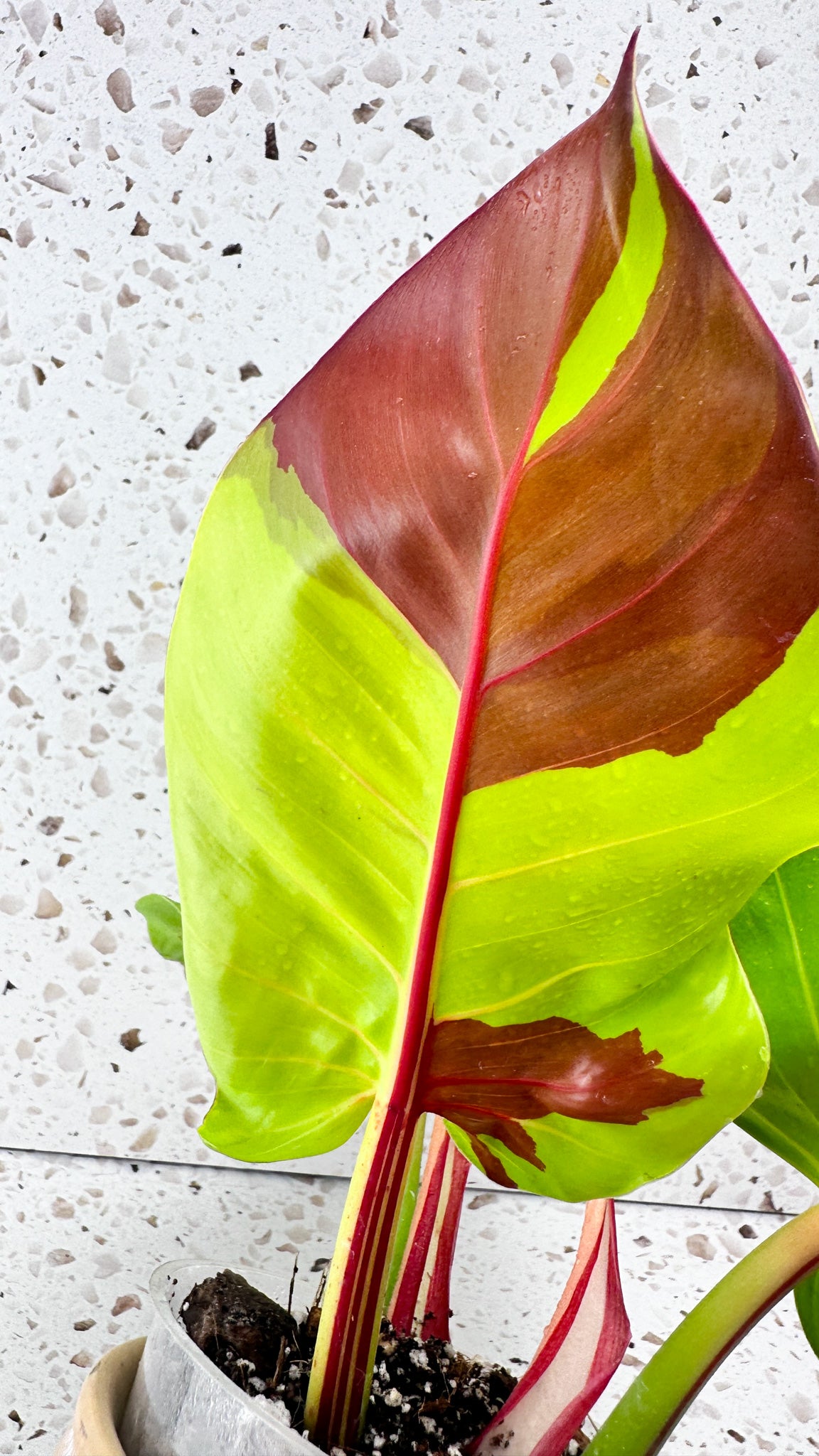 Philodendron Red Moon Variegated