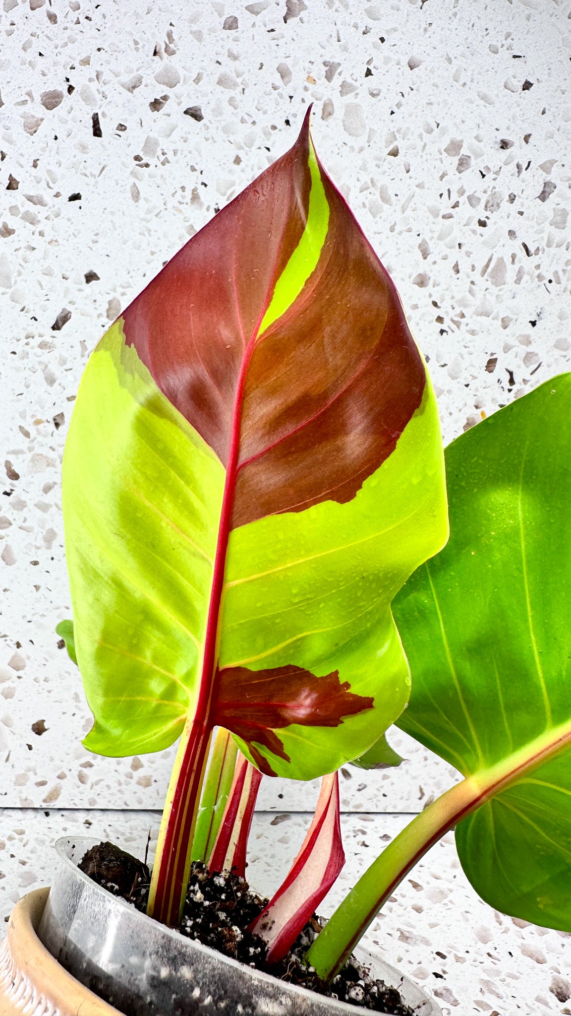 Philodendron Red Moon Variegated