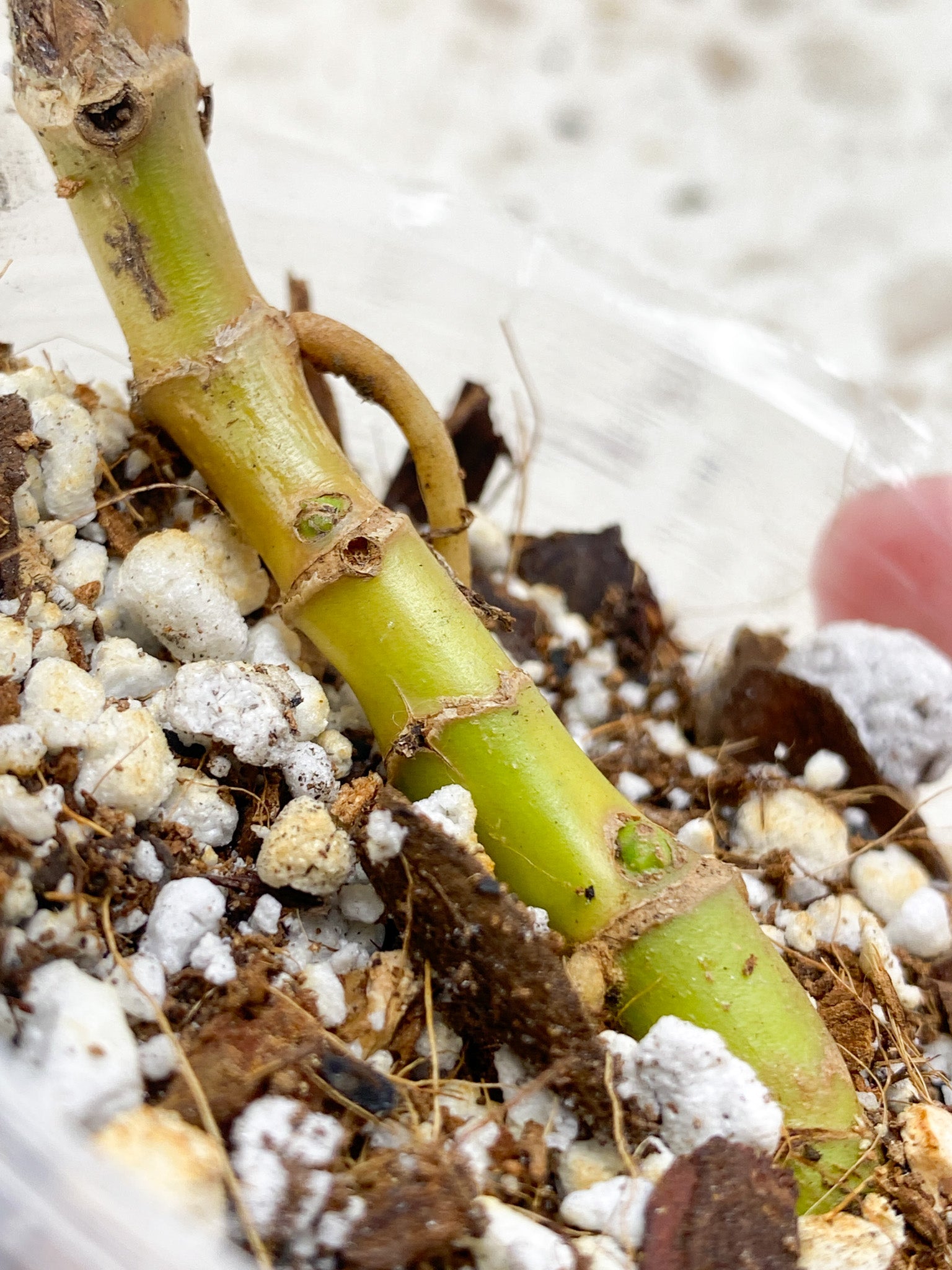 Syngonium Three Kings multiple nodes (rooting)