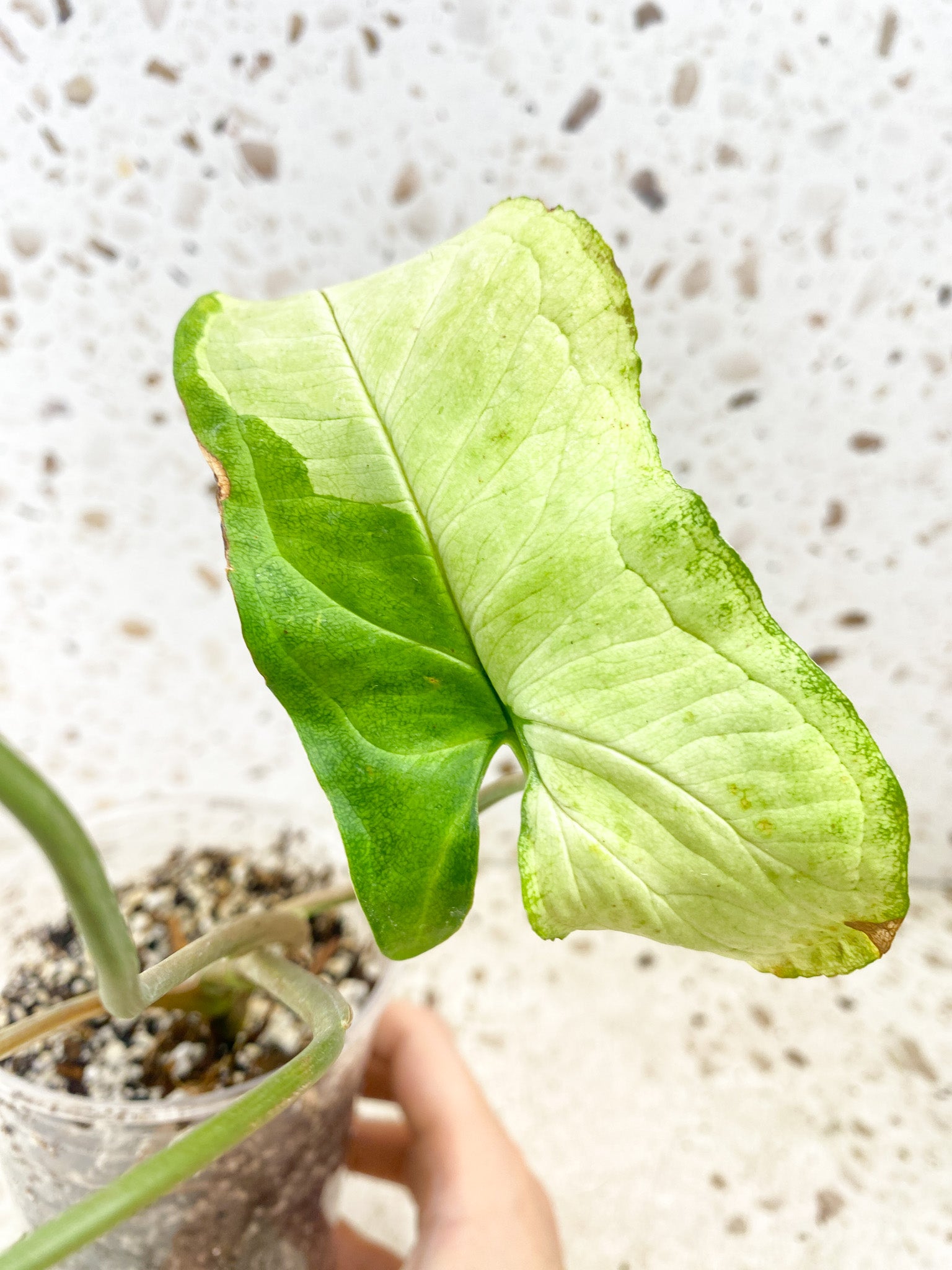 Syngonium Three Kings 4 leaves (rooting)