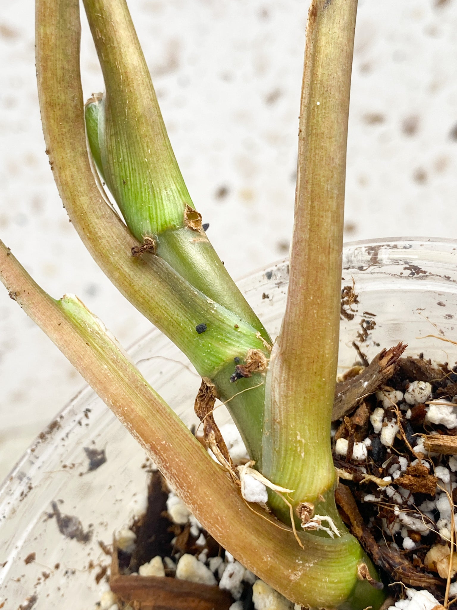 Syngonium Three Kings 4 leaves (rooting)