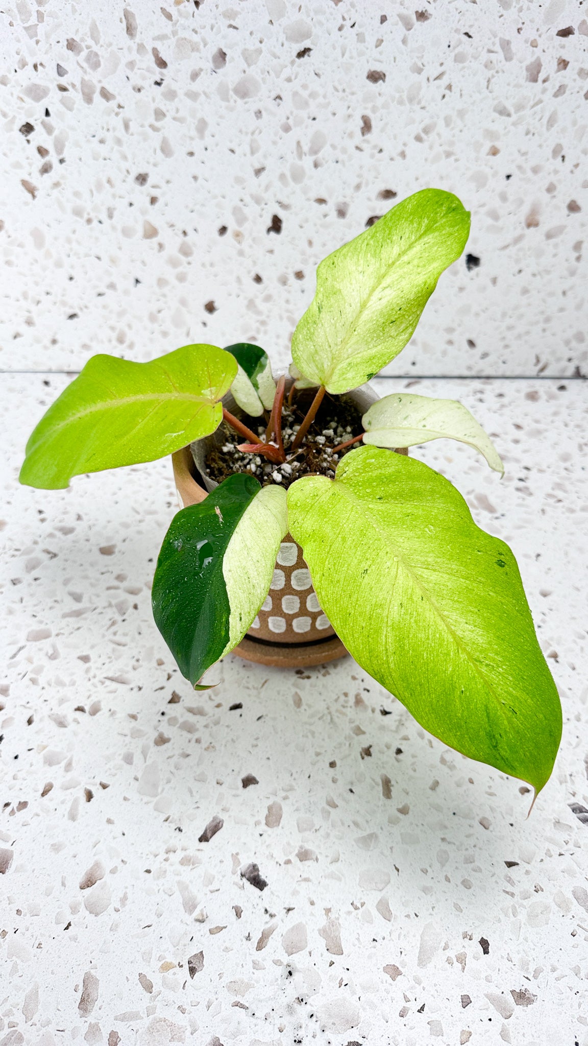 Philodendron Snowdrifts Variegated
