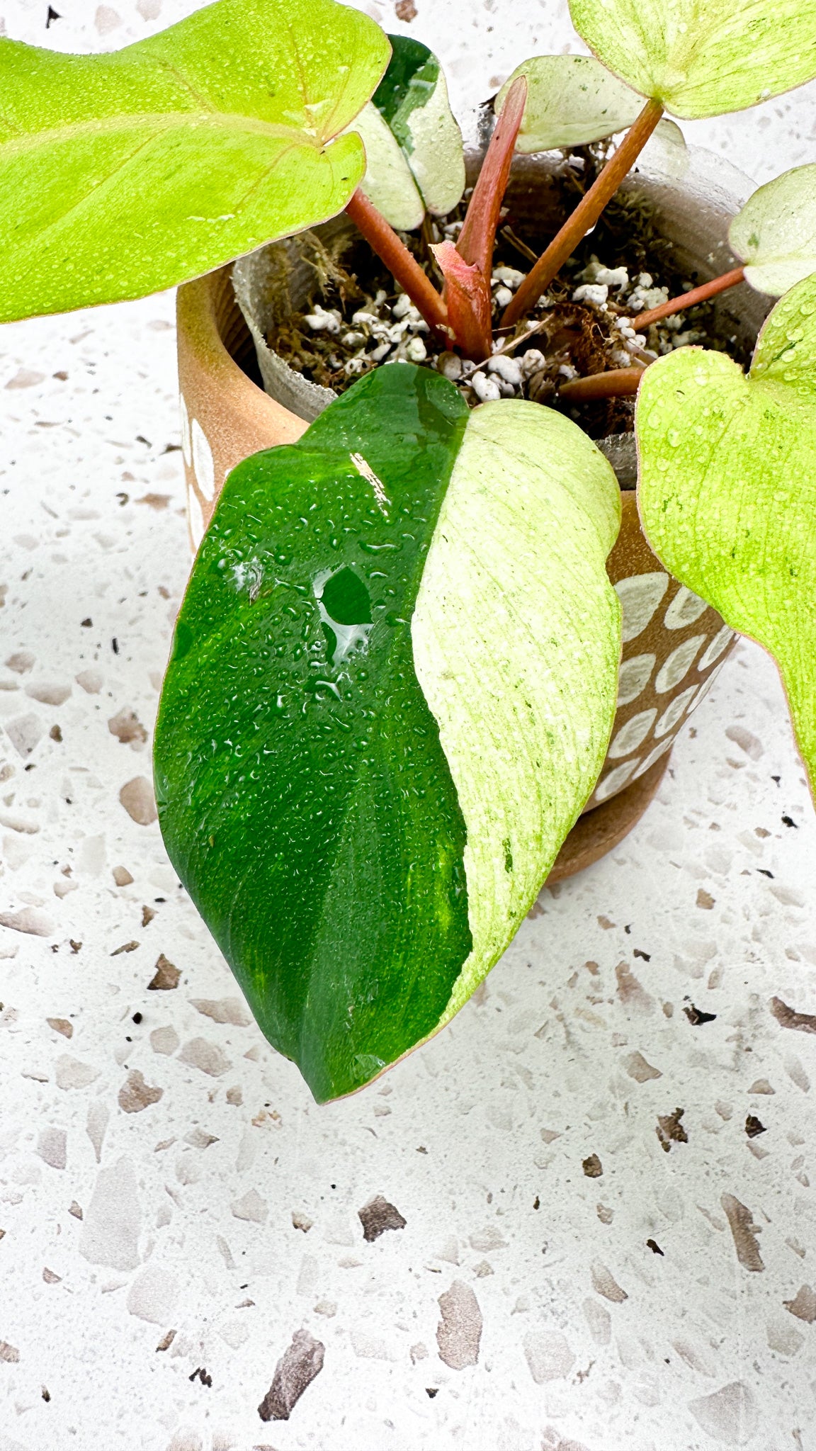 Philodendron Snowdrifts Variegated
