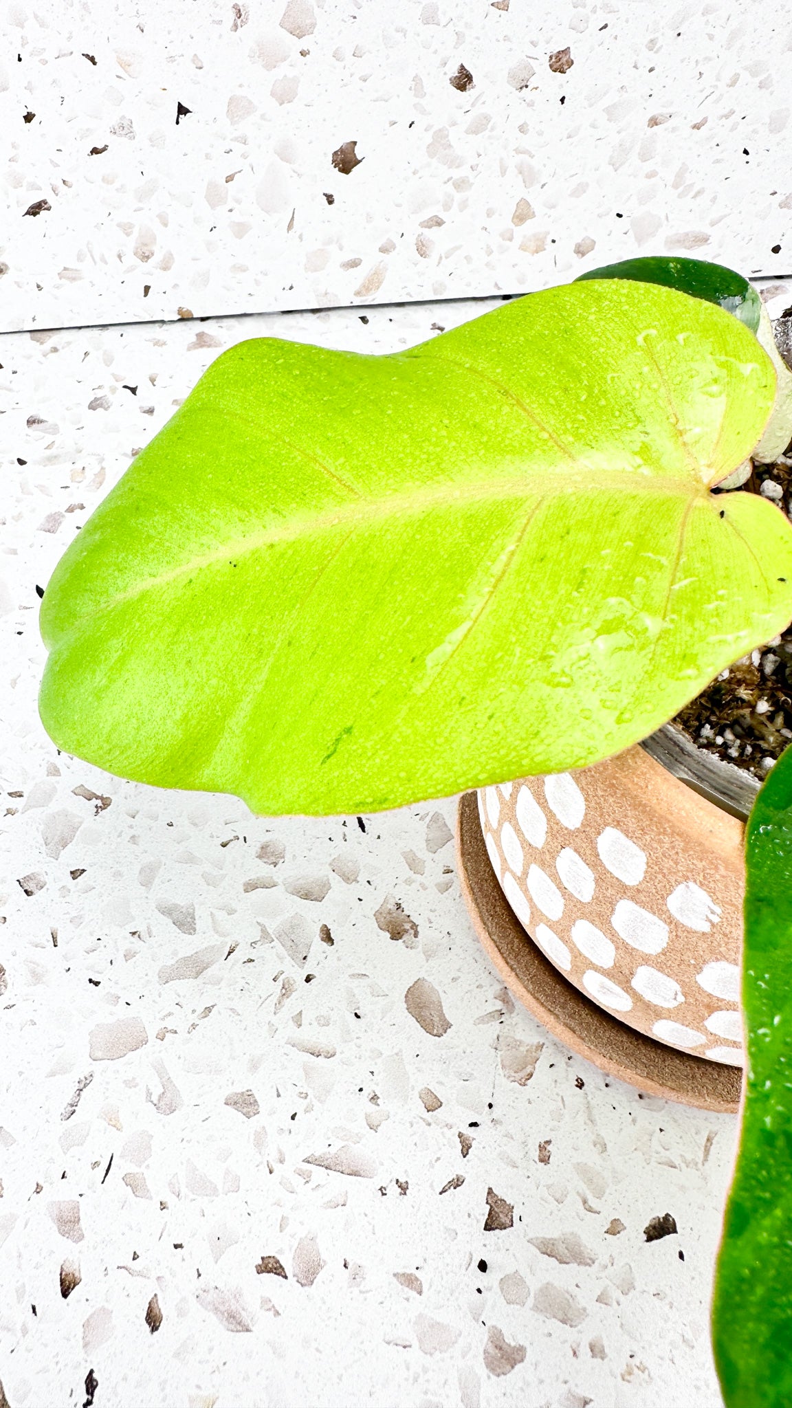 Philodendron Snowdrifts Variegated