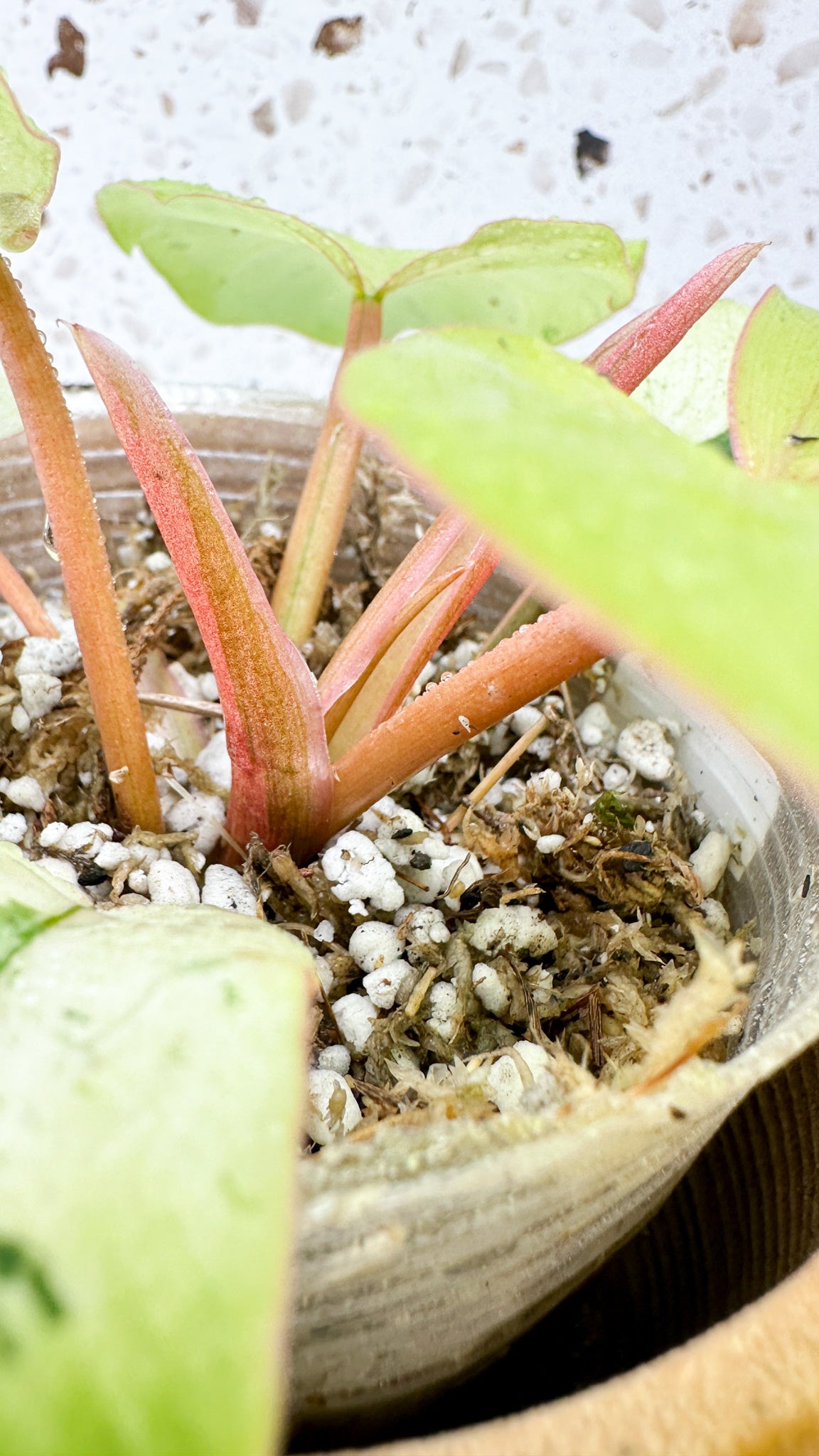Philodendron Snowdrifts Variegated
