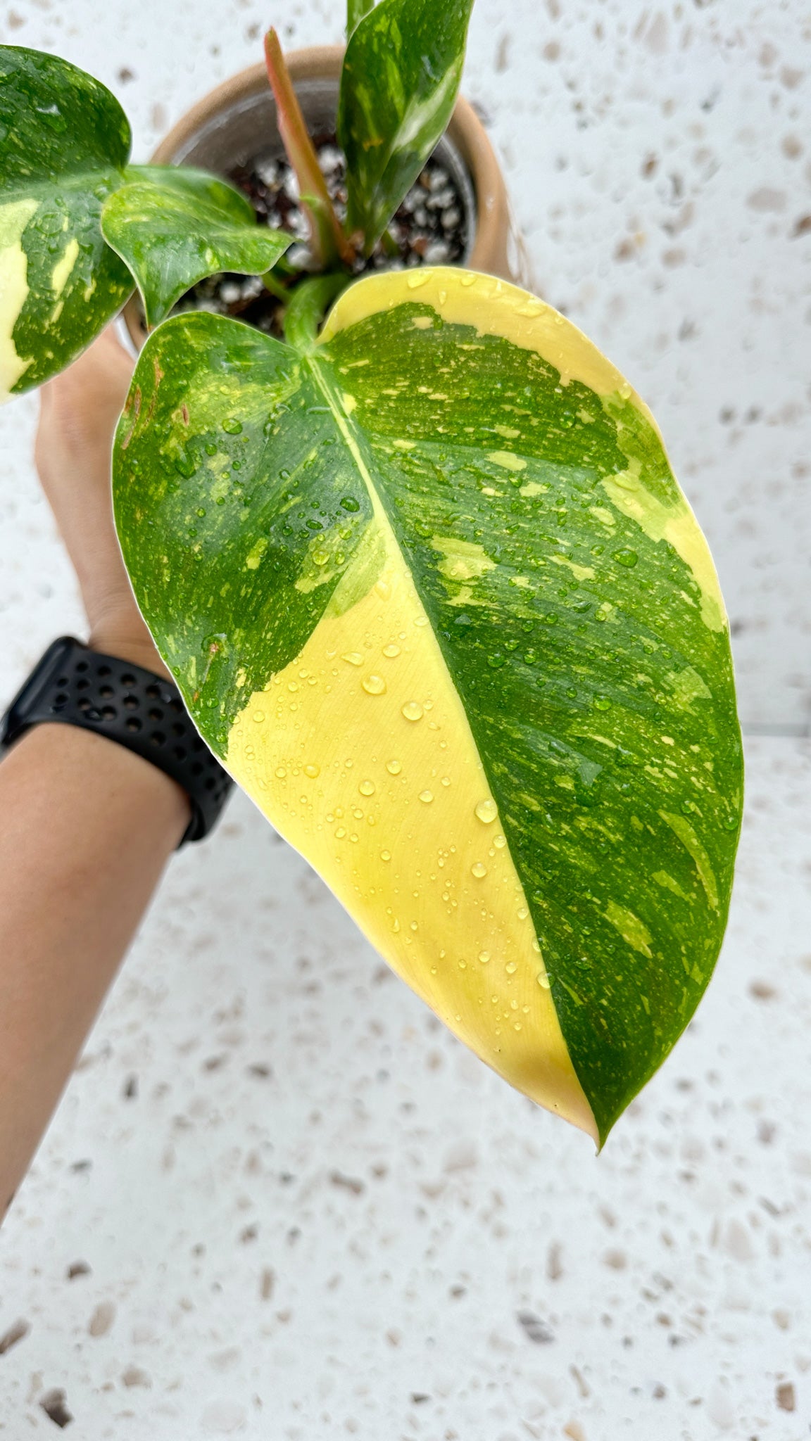 Philodendron Green Congo marble variegated