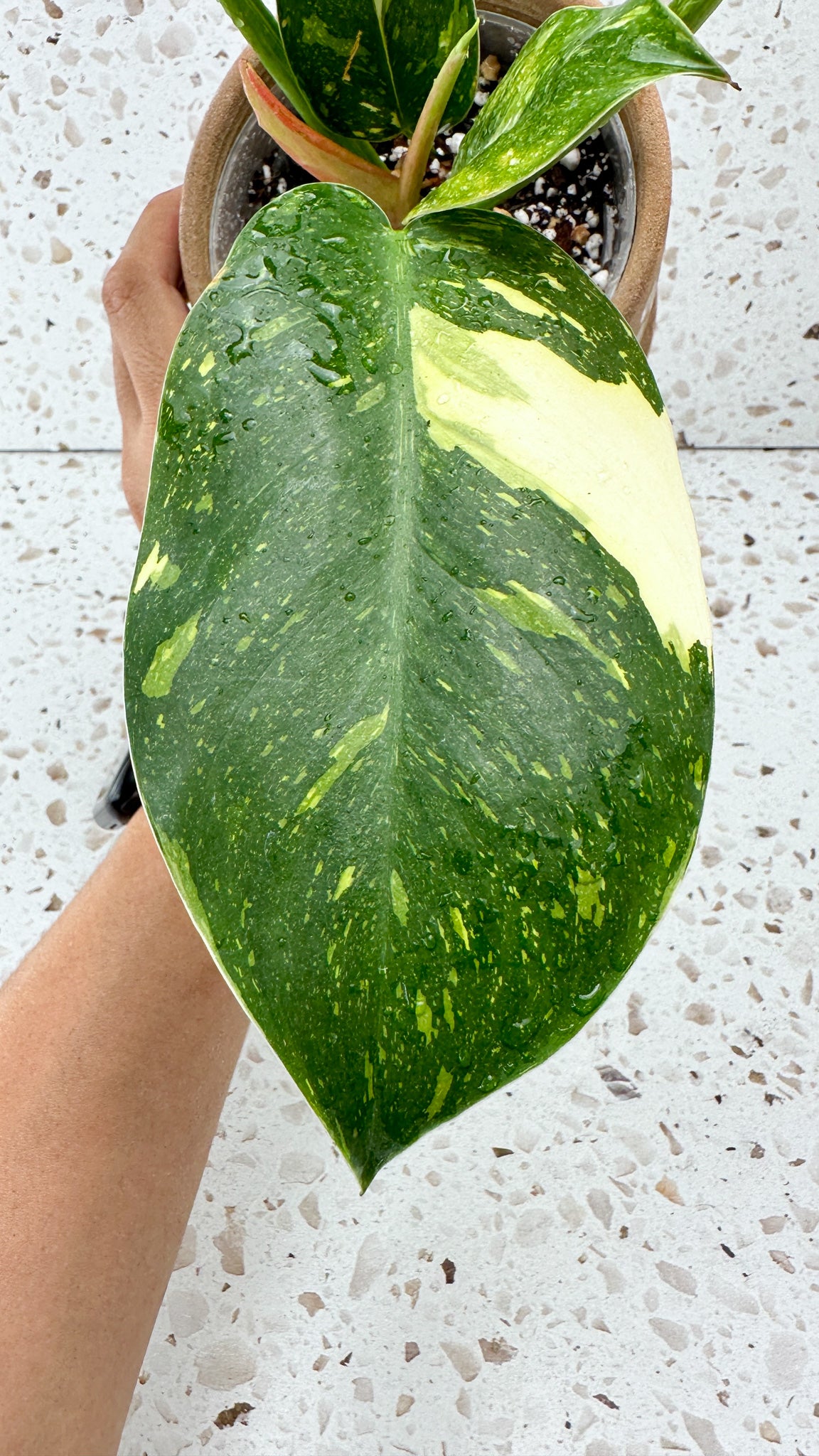 Philodendron Green Congo marble variegated