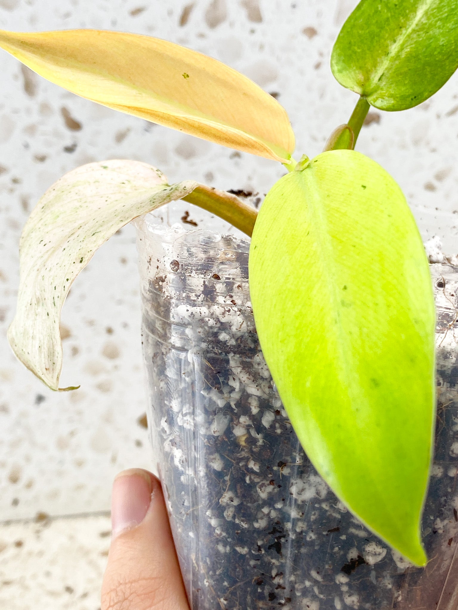 Philodendron Whipple Way A++ 4 leaf top cutting (rooting)