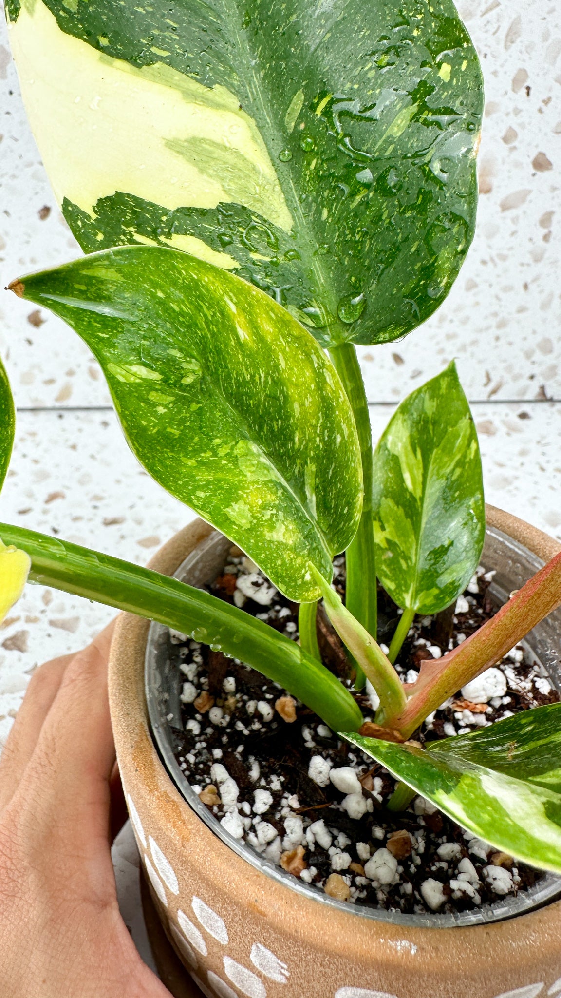 Philodendron Green Congo marble variegated