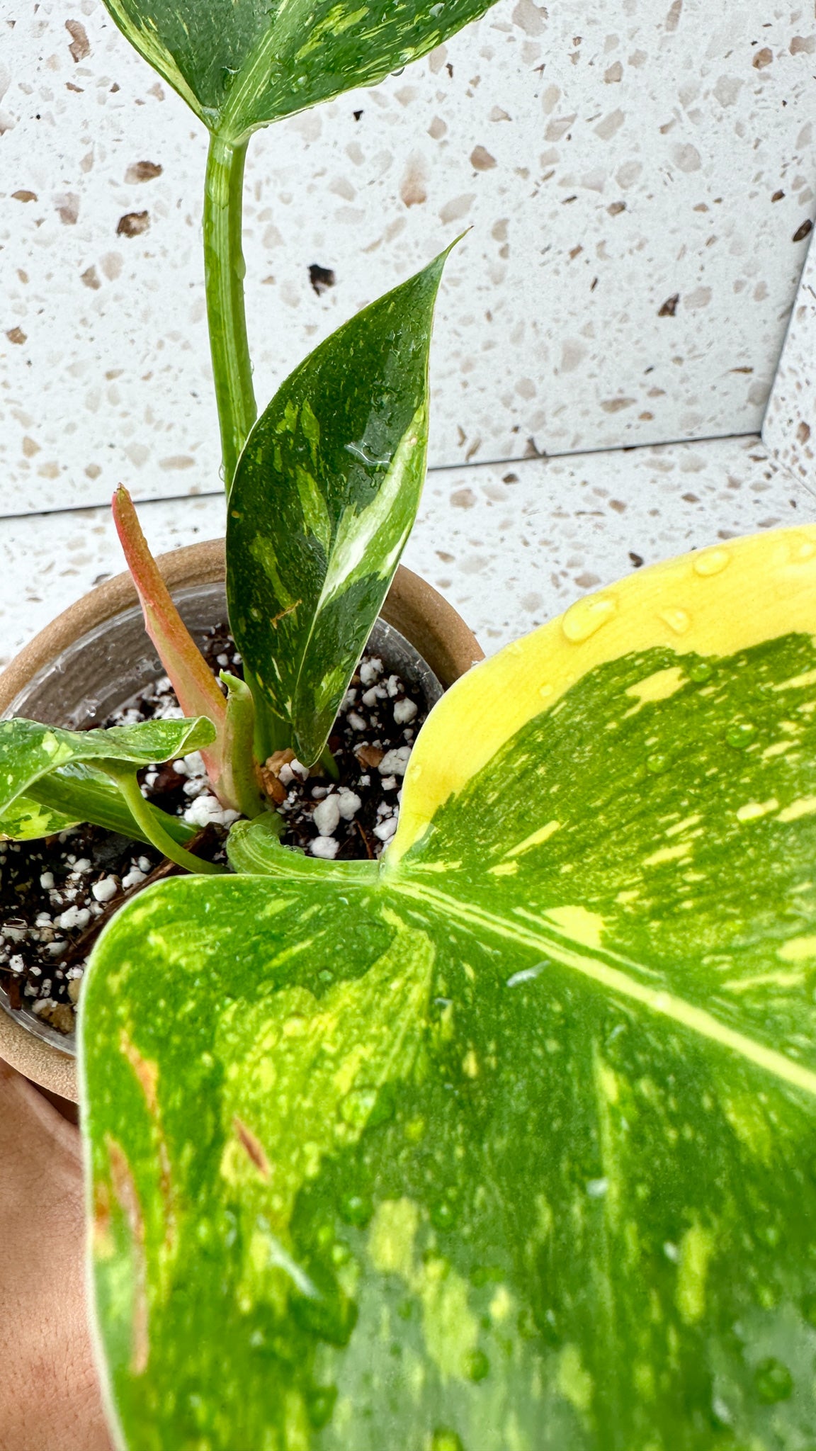 Philodendron Green Congo marble variegated