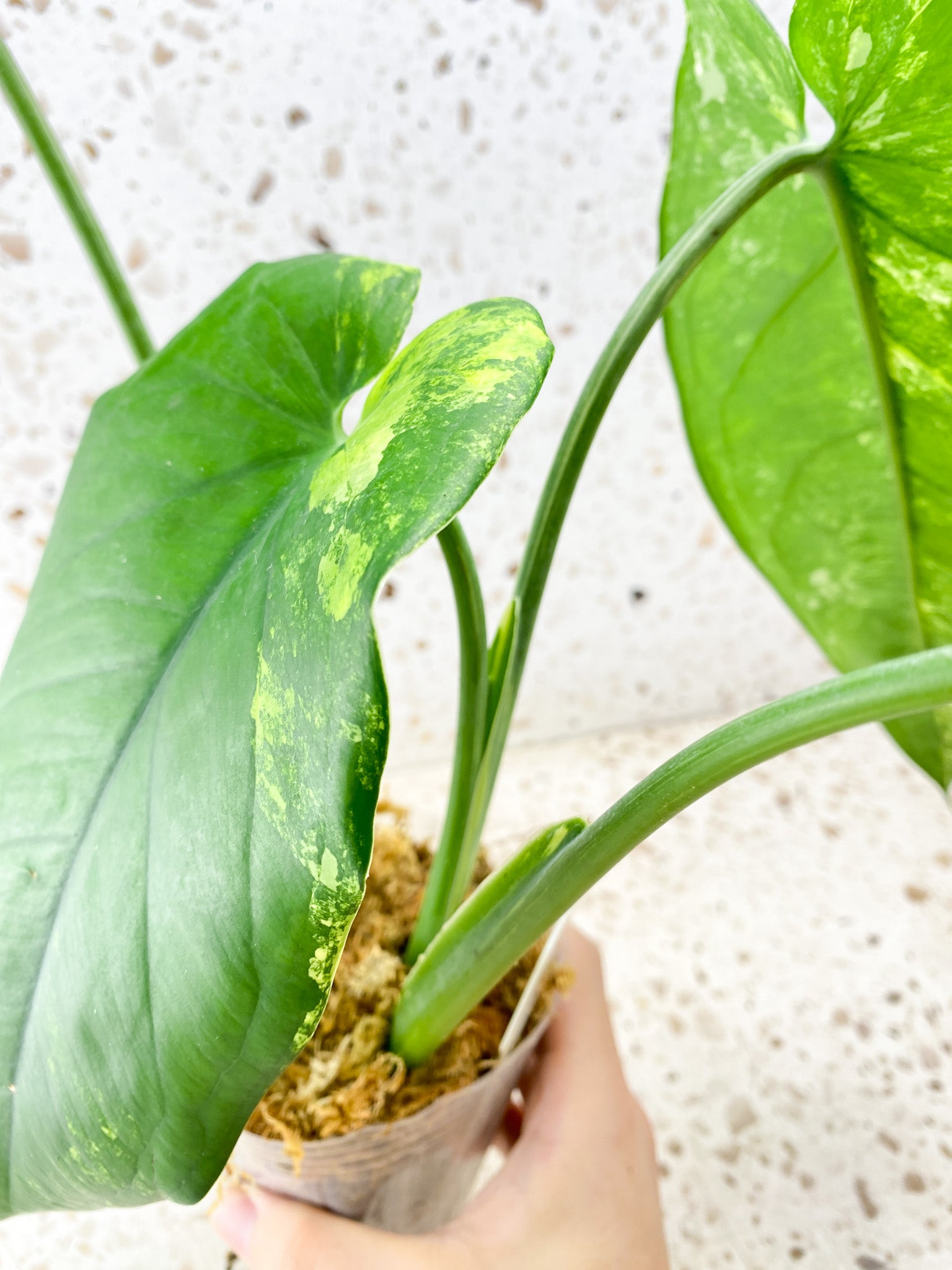 Syngonium Chiapense Variegated 4 leaves Top Cutting (Slightly Rooted)