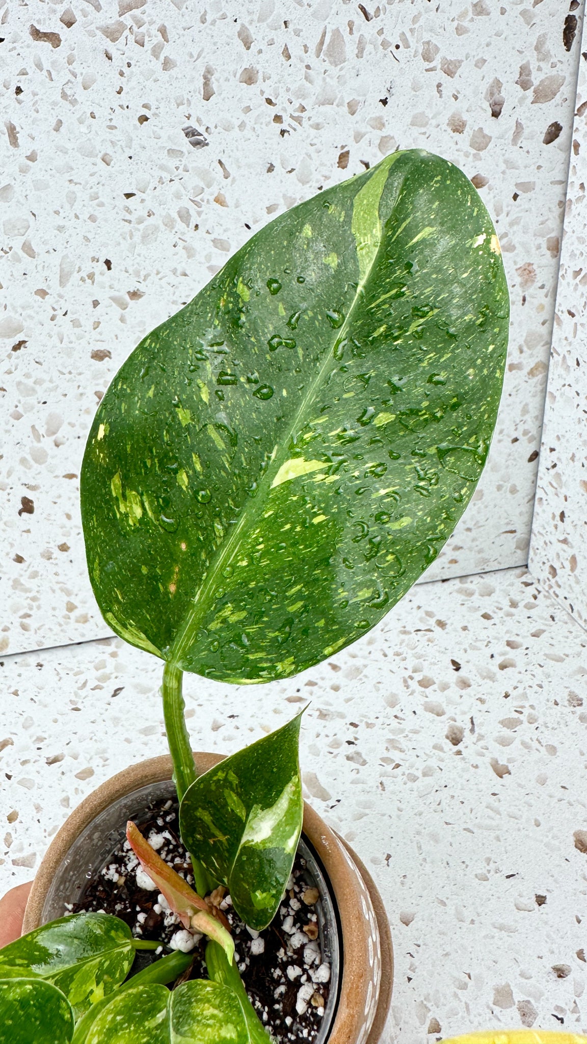 Philodendron Green Congo marble variegated