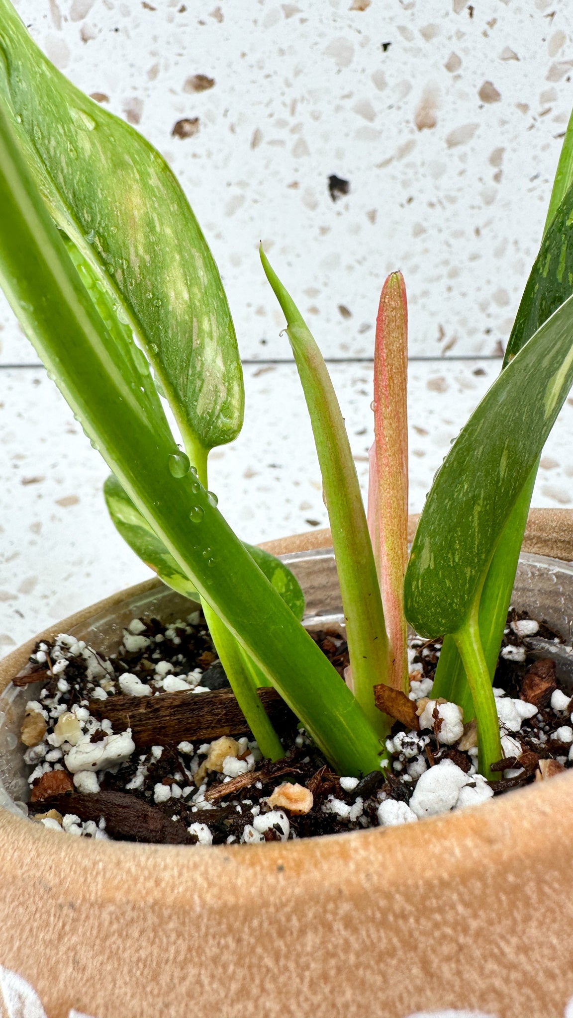 Philodendron Green Congo marble variegated