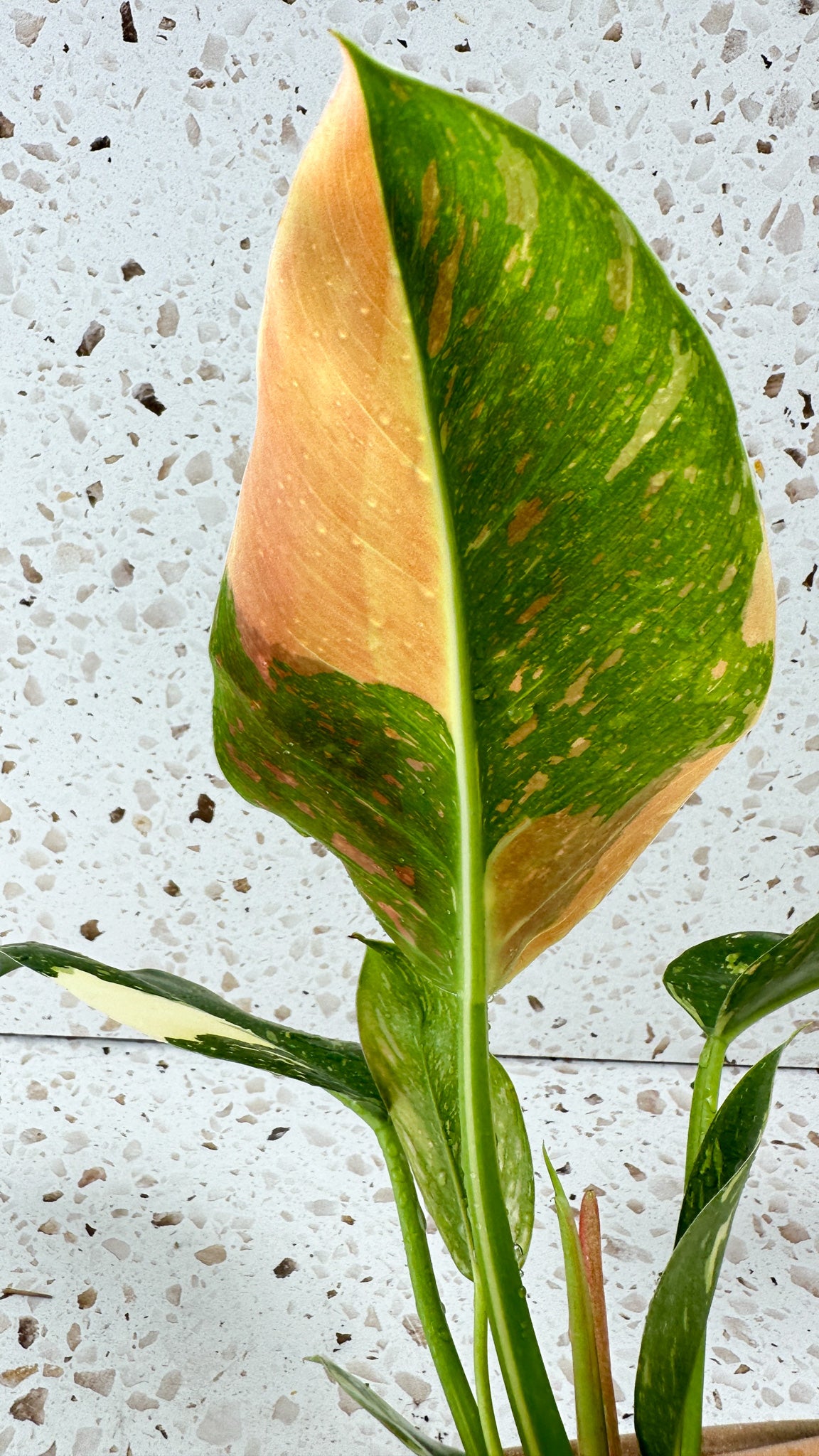 Philodendron Green Congo marble variegated