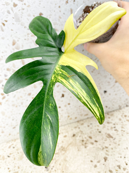 Philodendron Pedatum Variegated 1 leaf 1 growing bud (rooting)