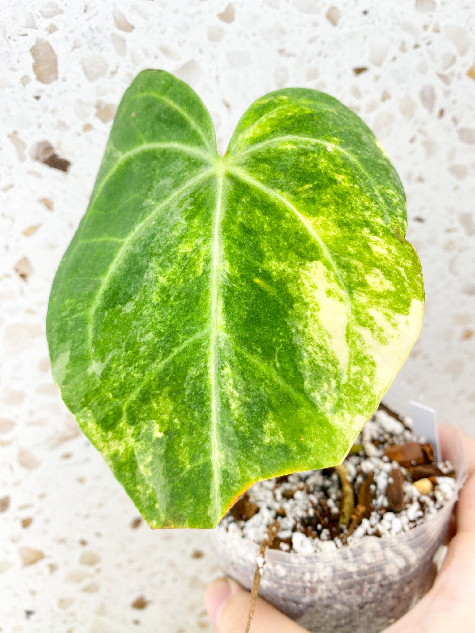 Anthurium King Clarinervium Variegated 1 leaf double node