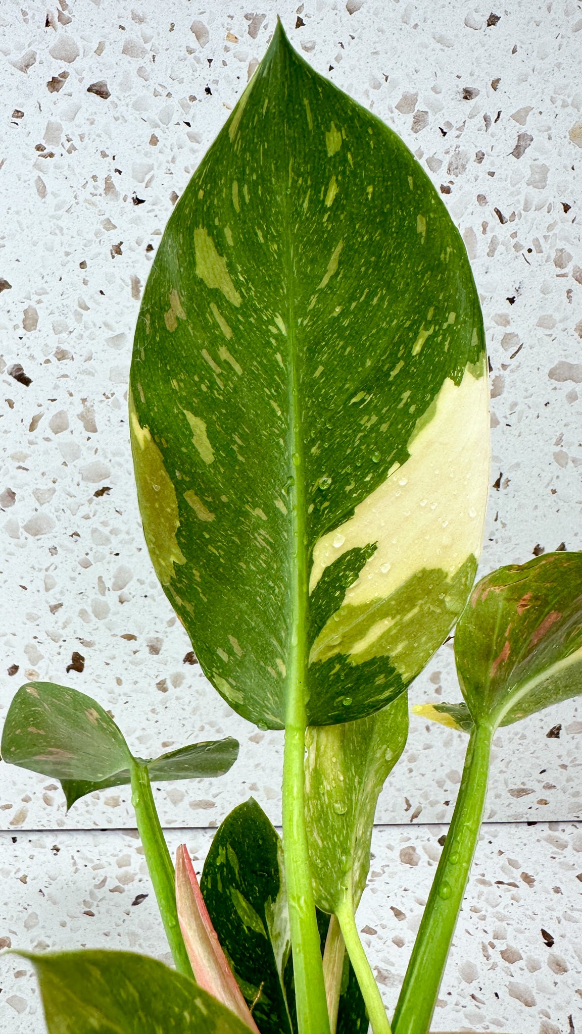 Philodendron Green Congo marble variegated