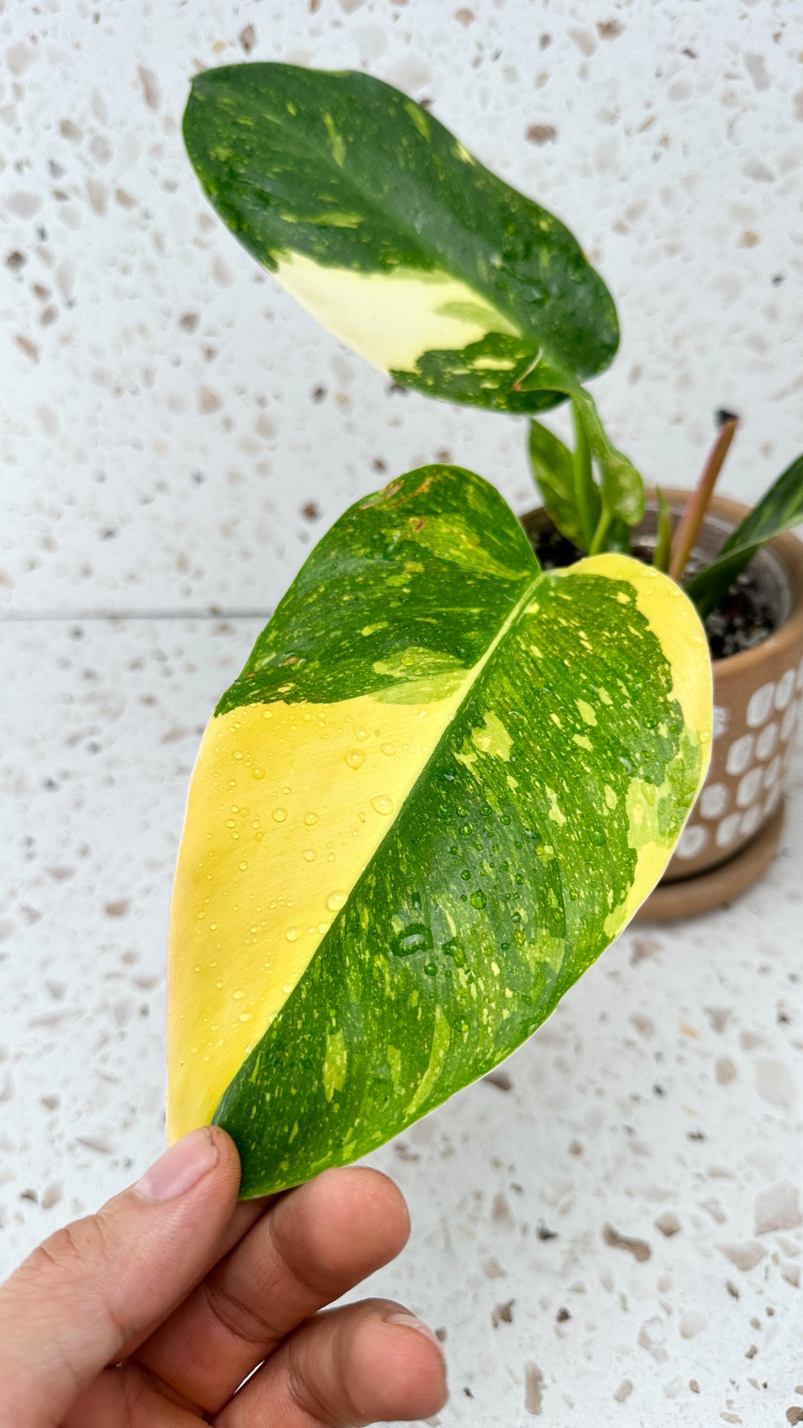 Philodendron Green Congo marble variegated