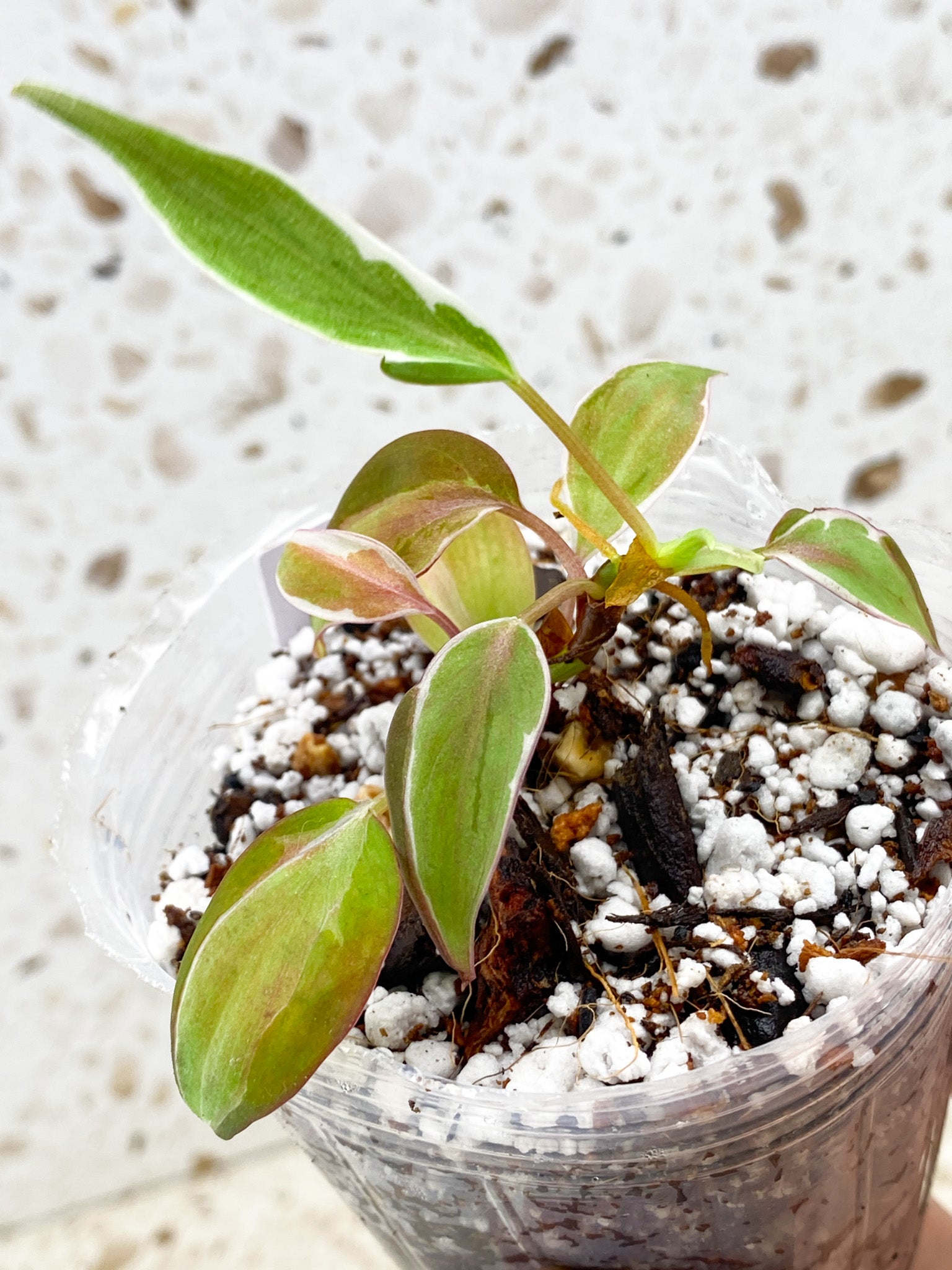 Philodendron Micans Halo Variegated multiple leaves top cutting (rooting)