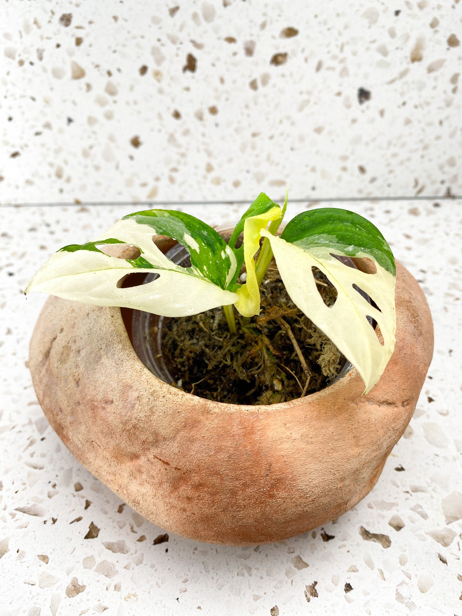 Monstera Acuminata Variegated 3 leaves with new shoot